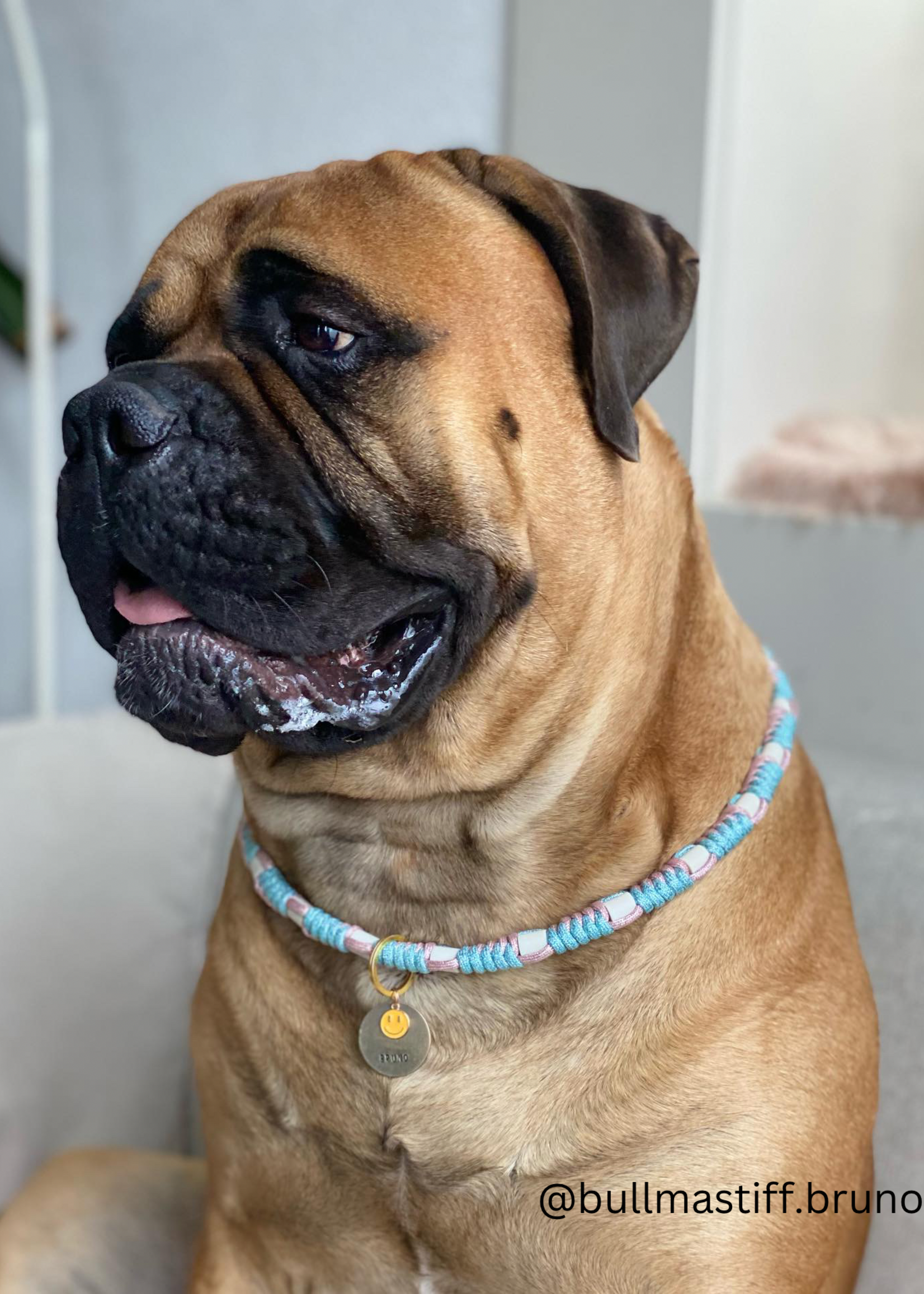 Deep sea round dog anti tick collar