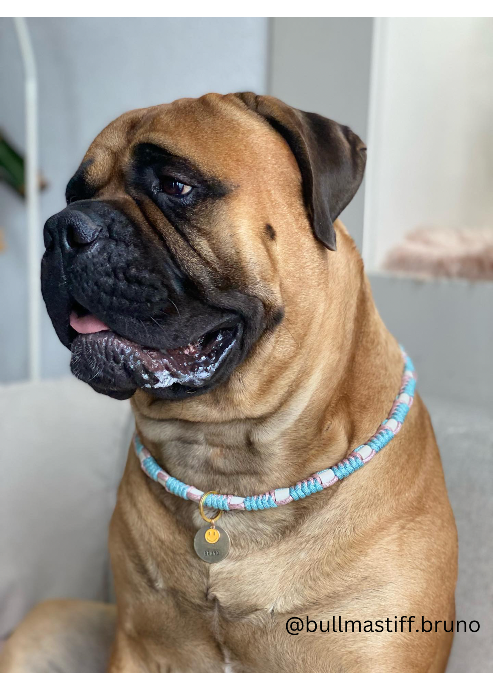 Deep sea round dog anti tick collar