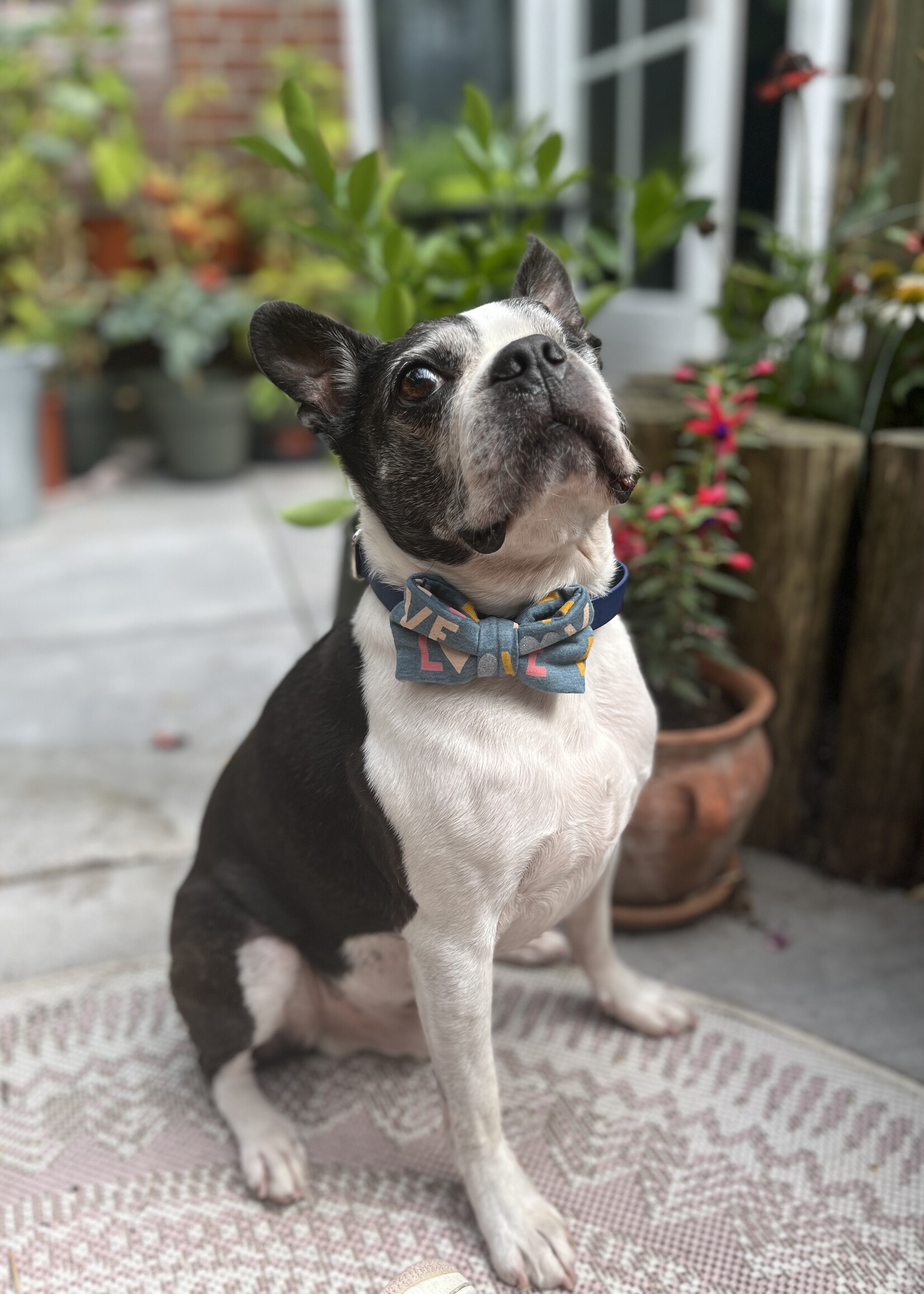Love at first bark bowtie