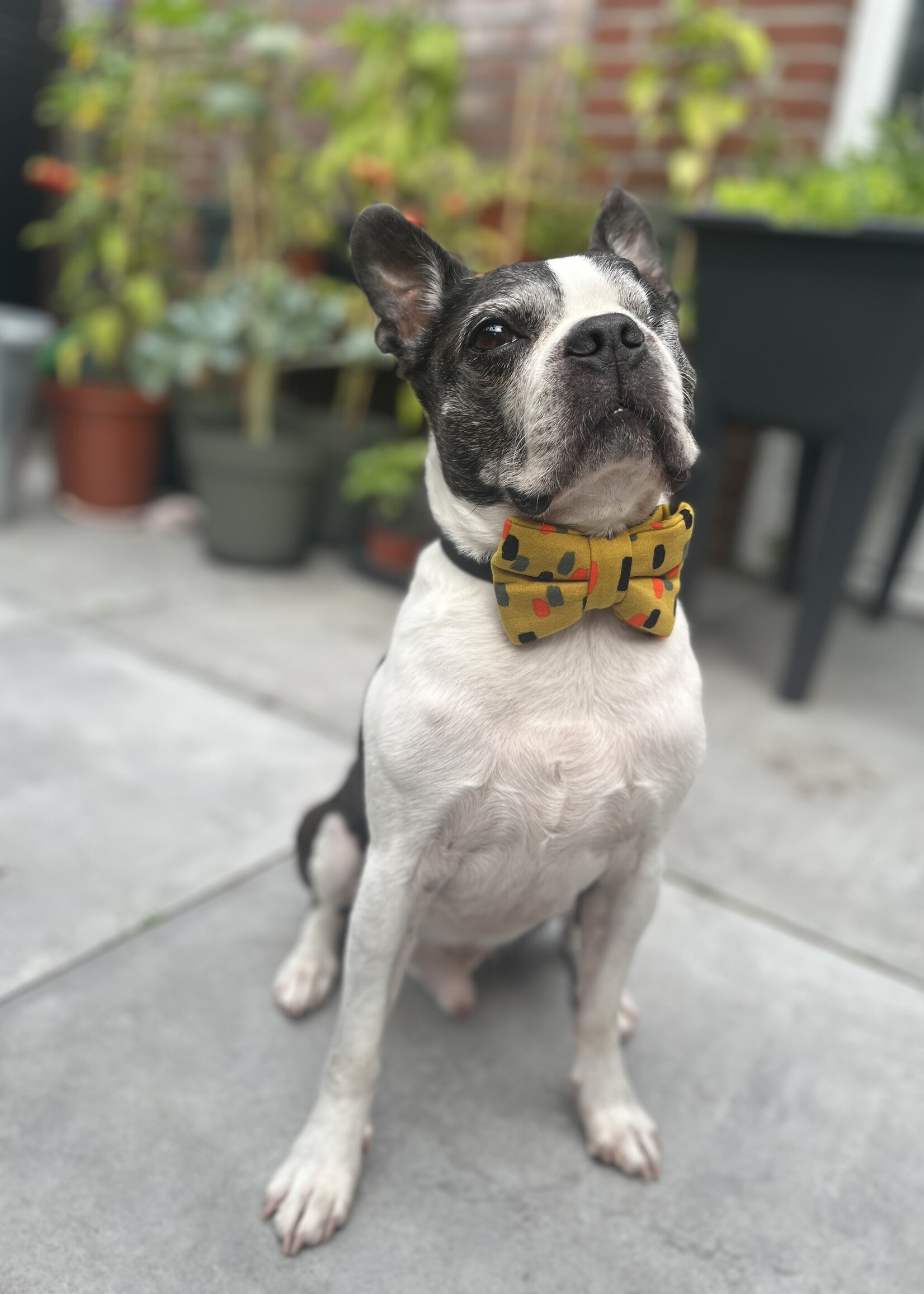 Confetti bowtie