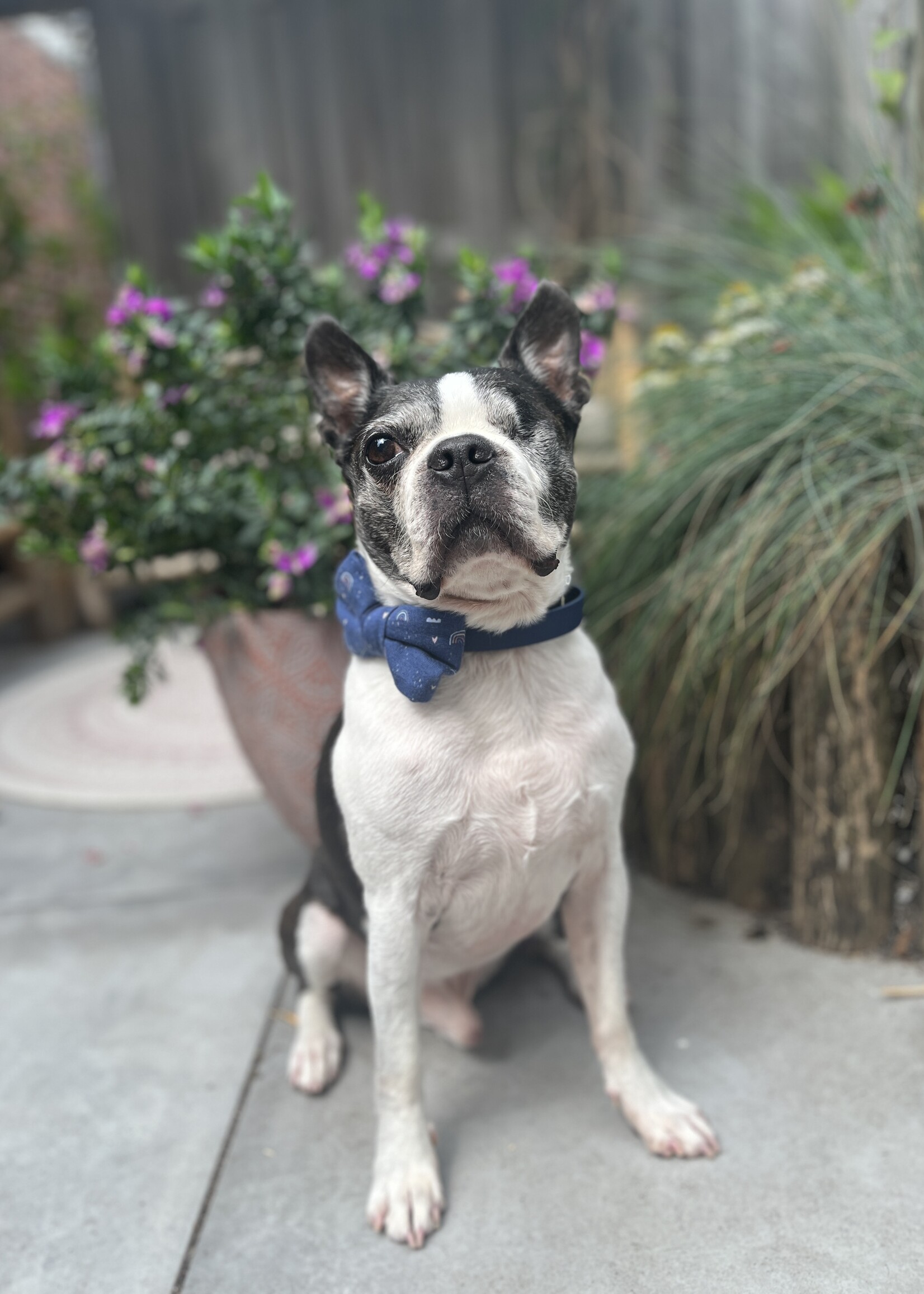 Bowtie rainbow