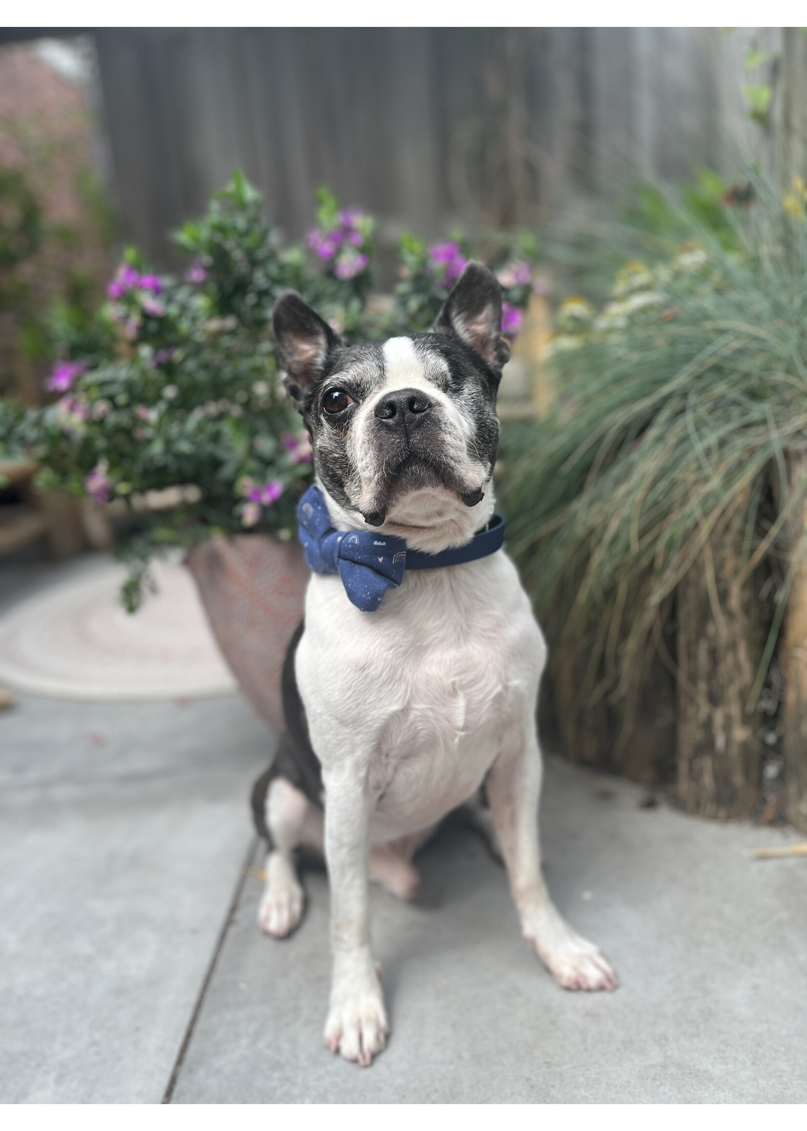 Bowtie rainbow