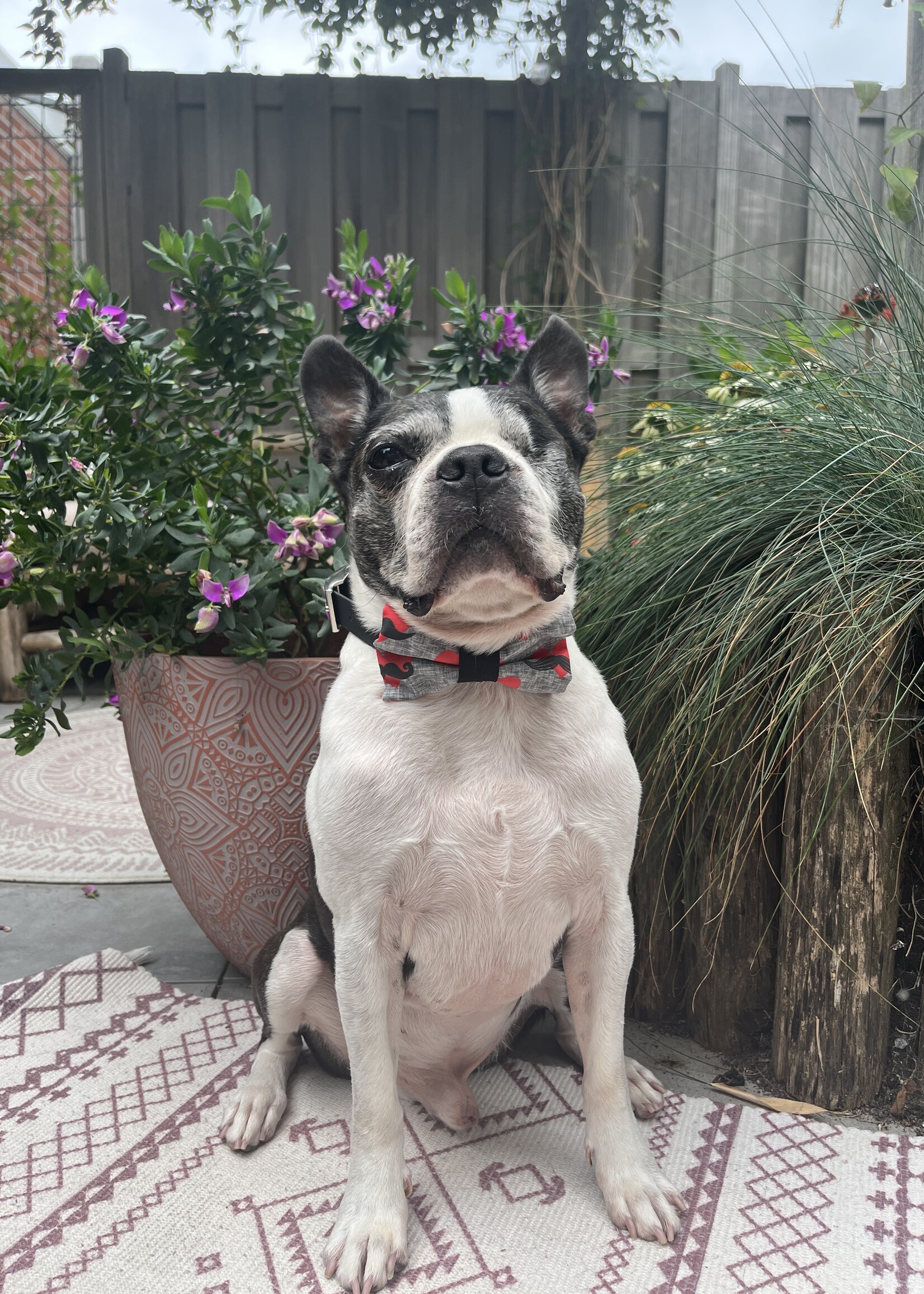 Love you mucho bowtie