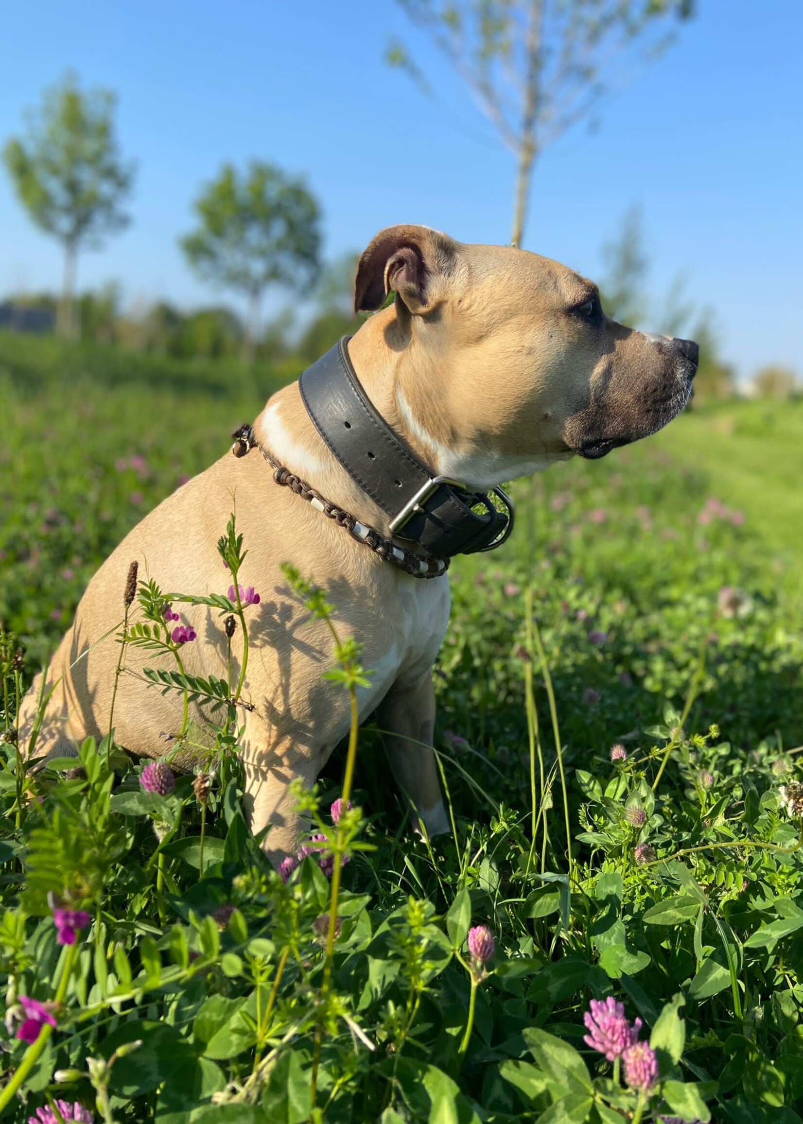 Natural brown flat dog anti tick collar
