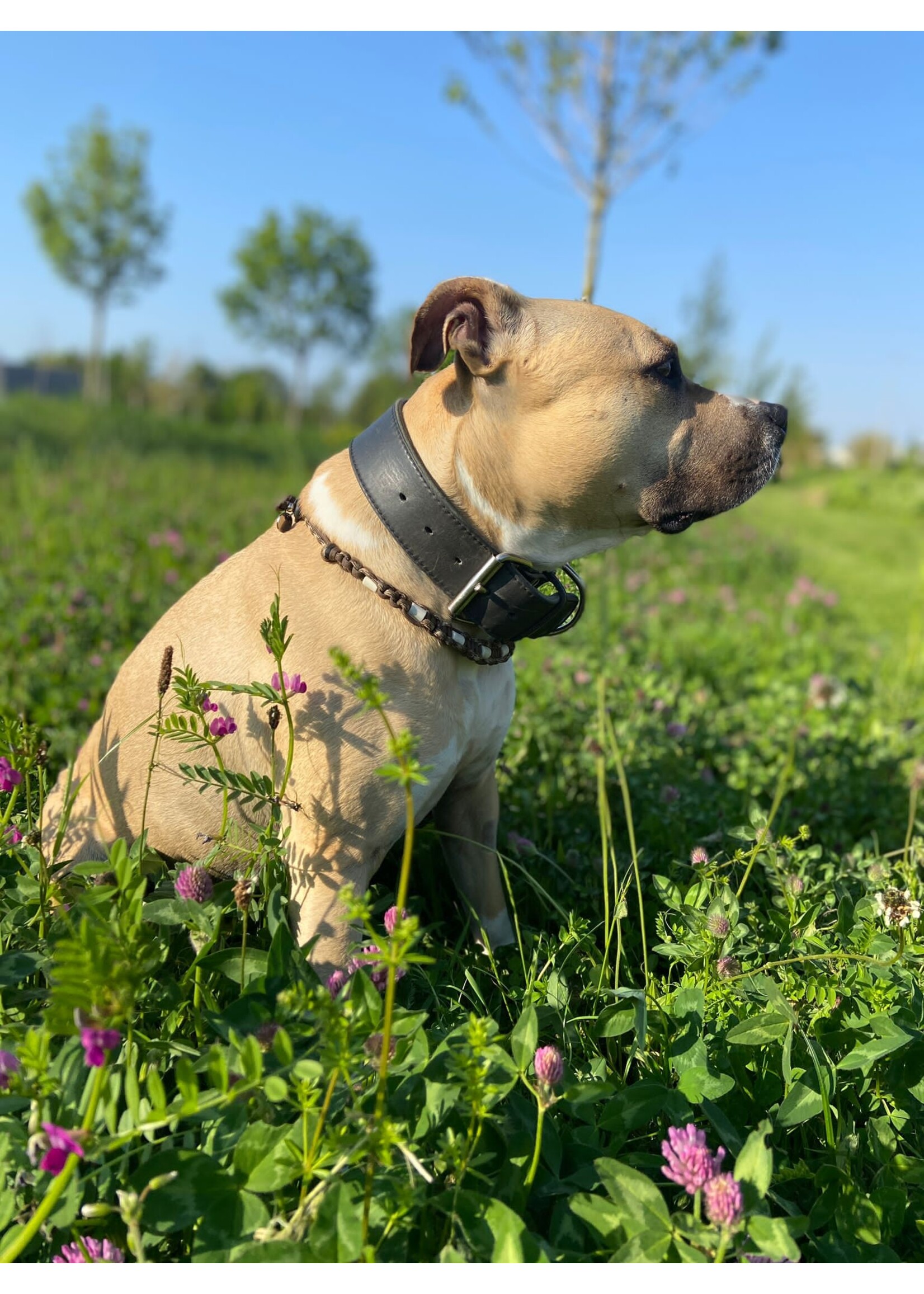 Natural brown platte honden tekenband