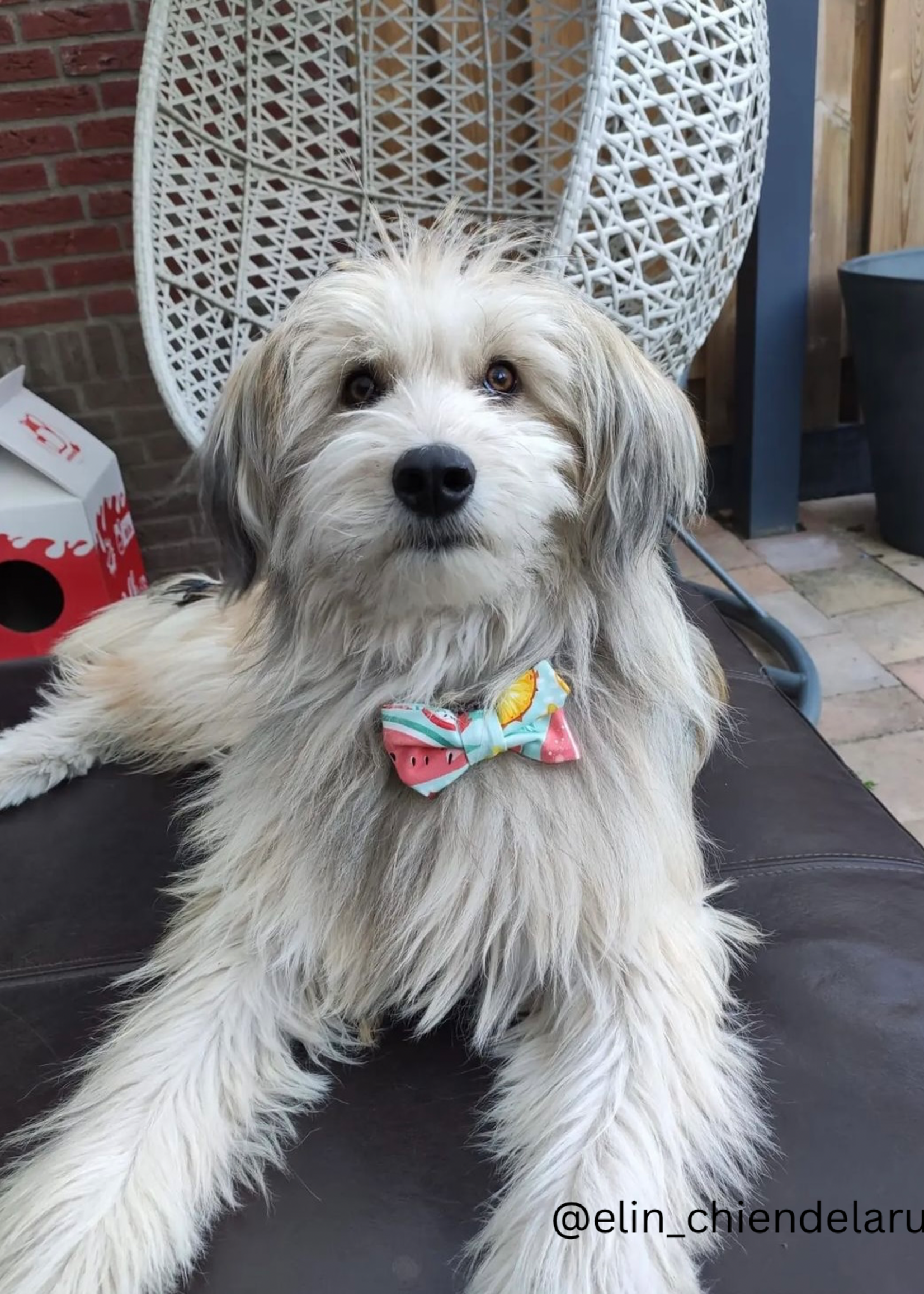 Bowtie hawaii