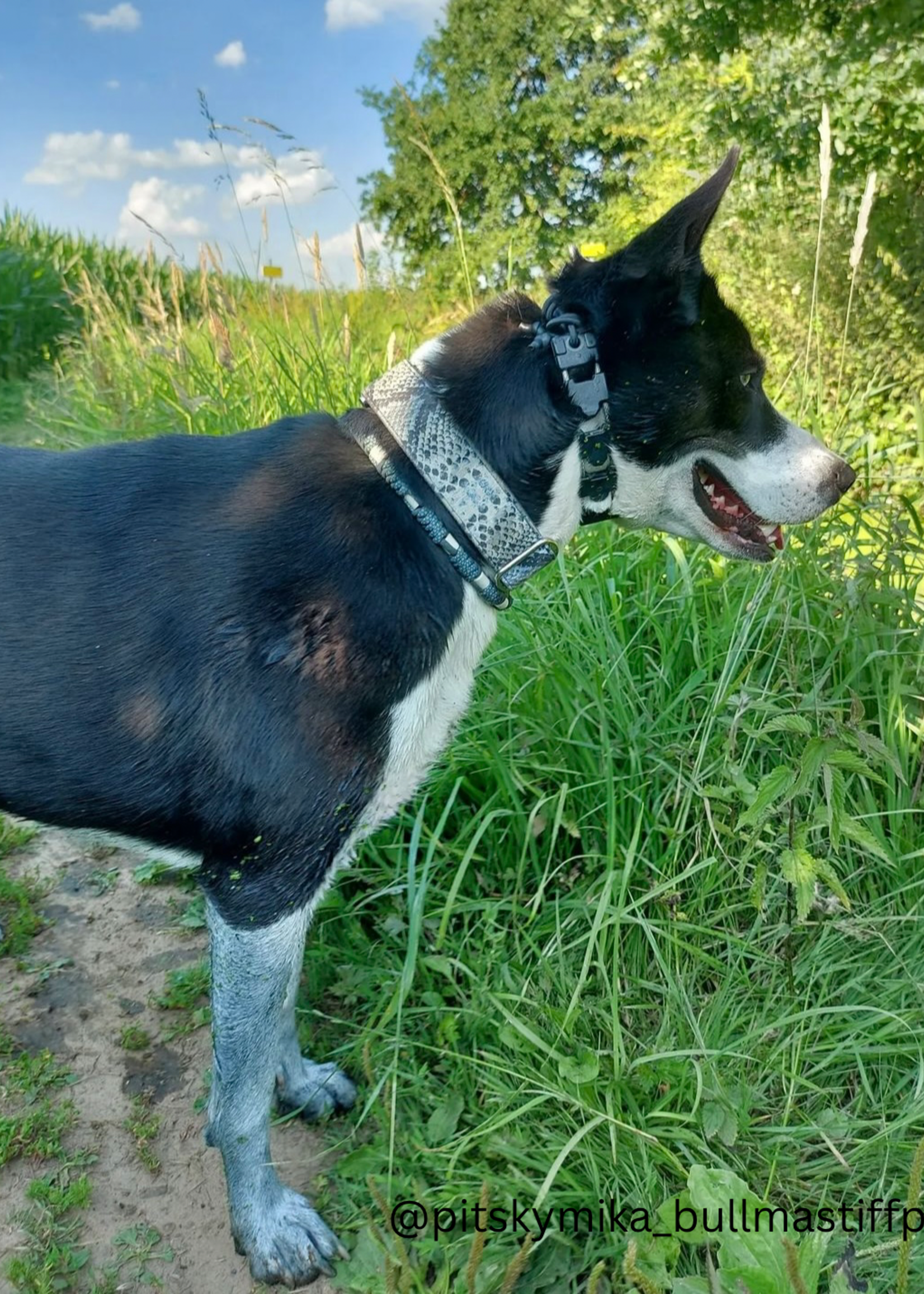 Anti tick collar Ocean round