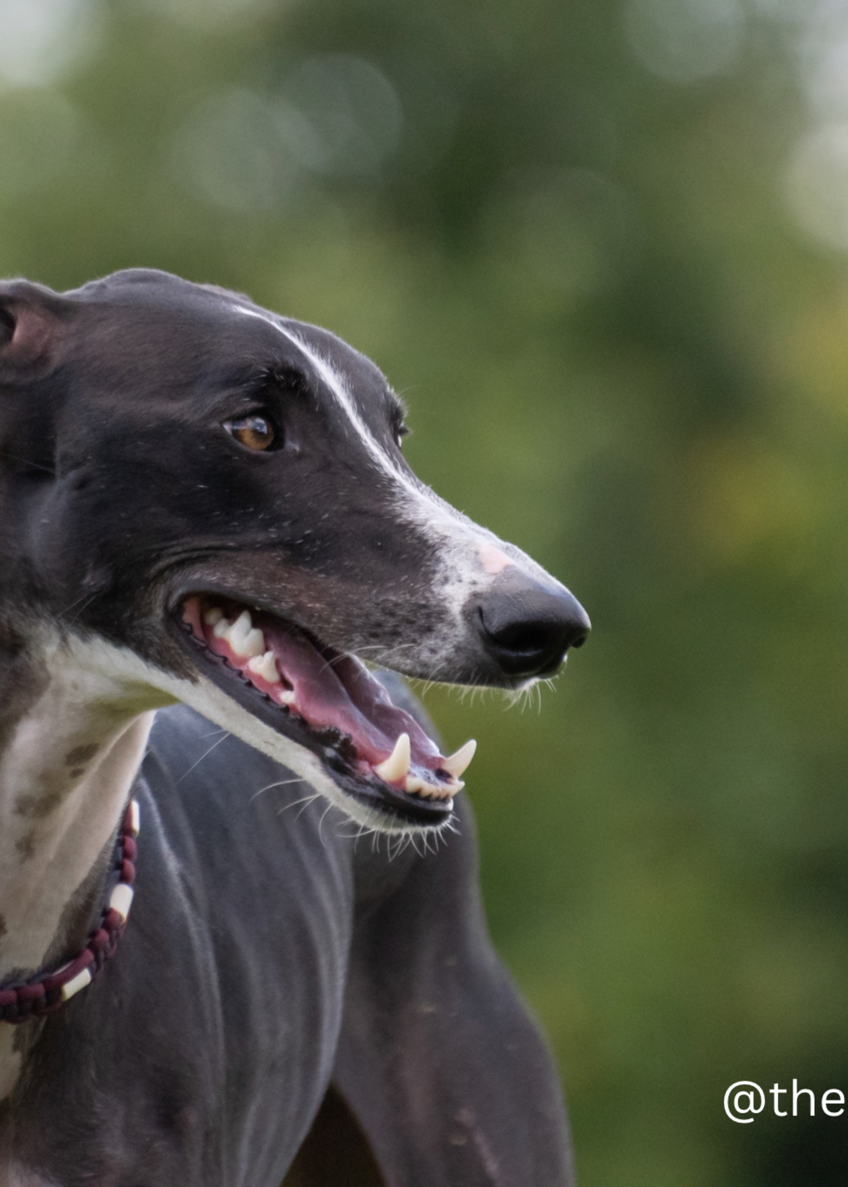 Indigo flat dog anti tick collar