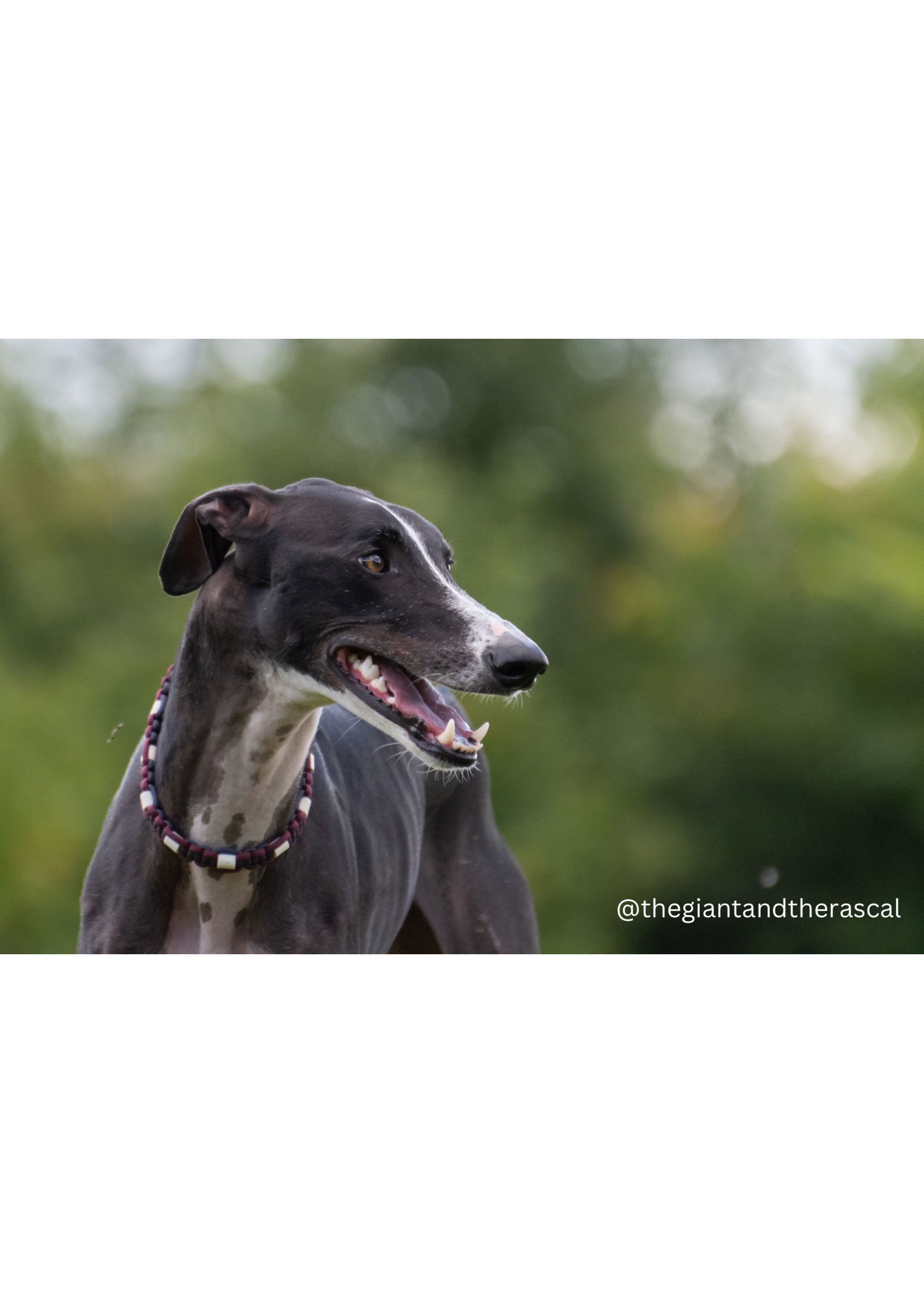 Indigo platte honden tekenband