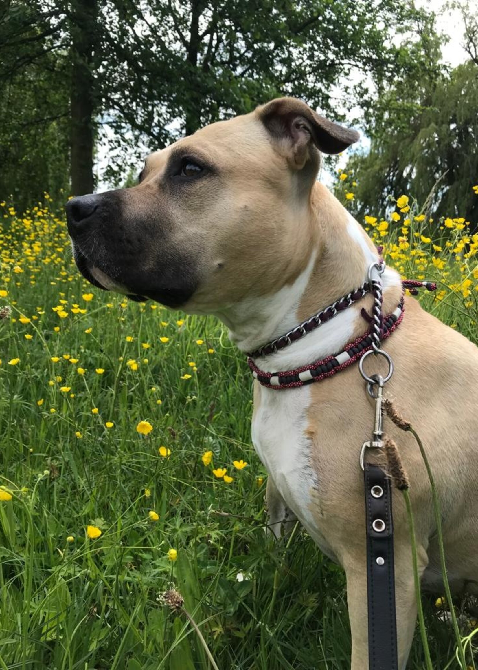 Anti tick collar Pink flat