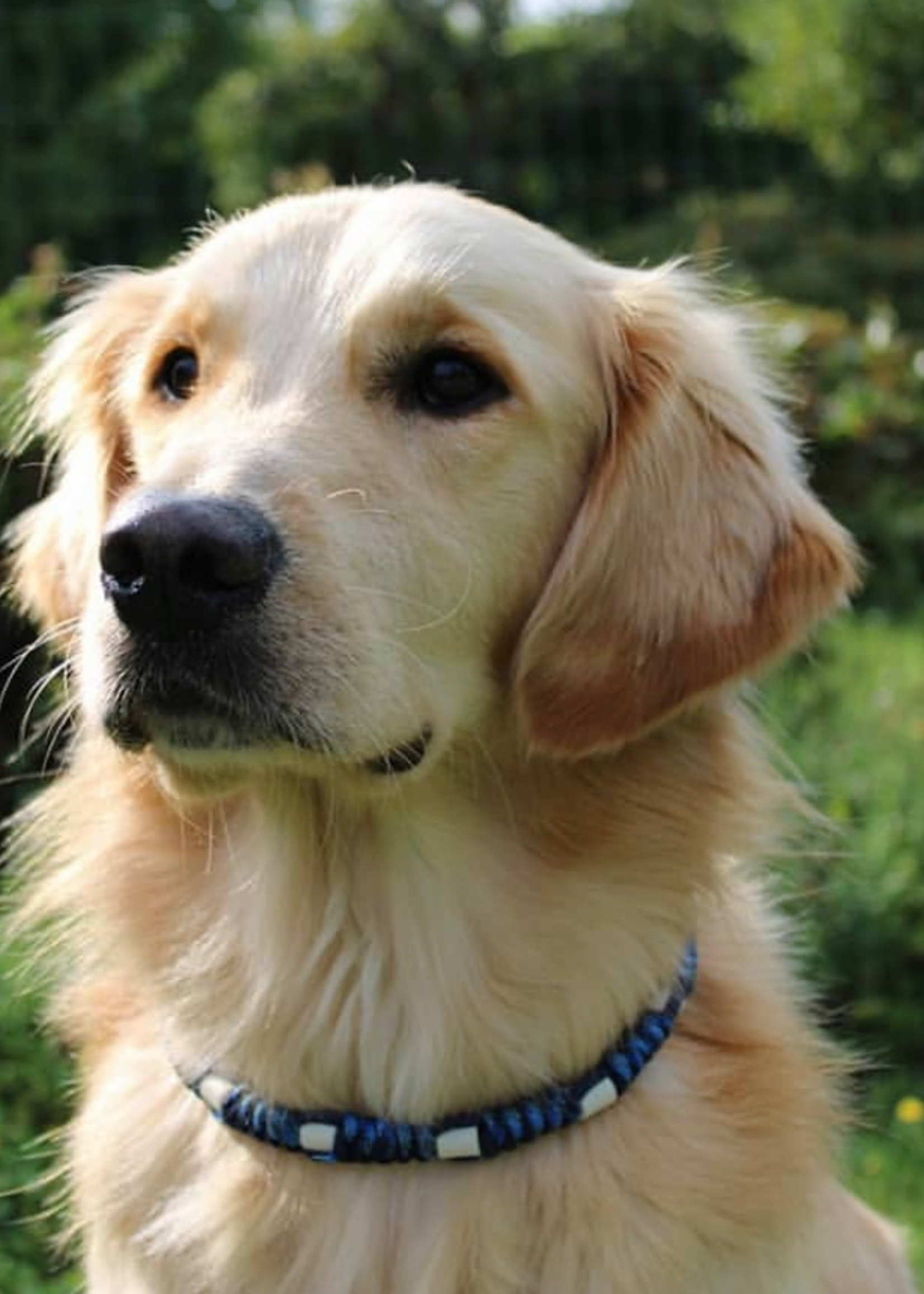 Anti tick collar  Army Blue