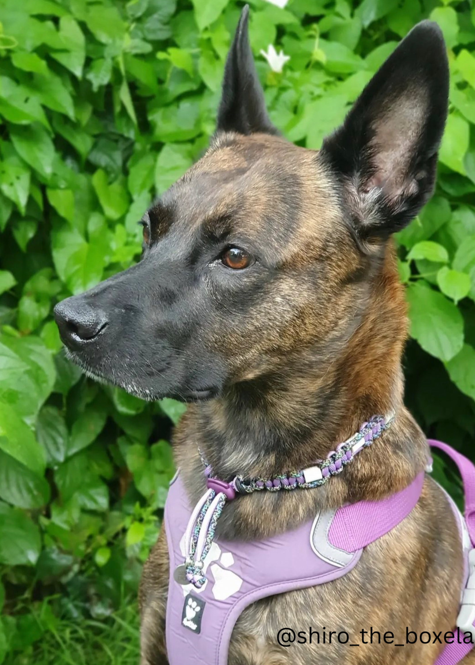 Anti tick Mermaid flat