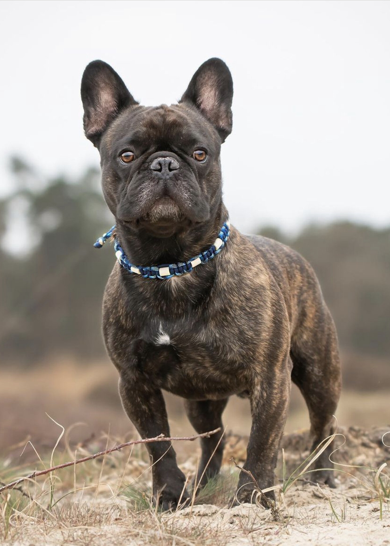 Anti Tick Collar Army Blue