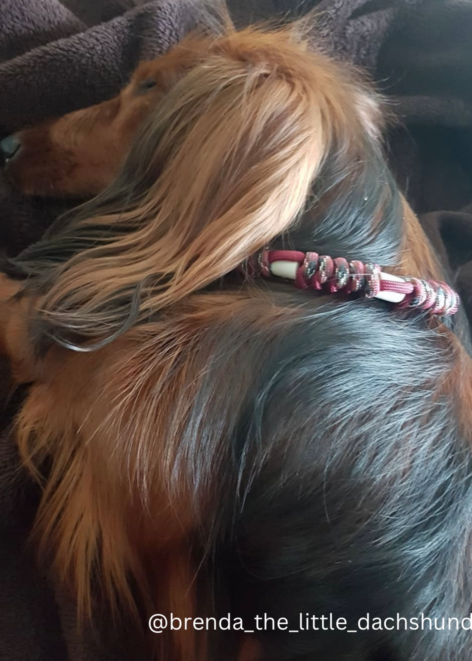 Anti tick collar Burgundy round