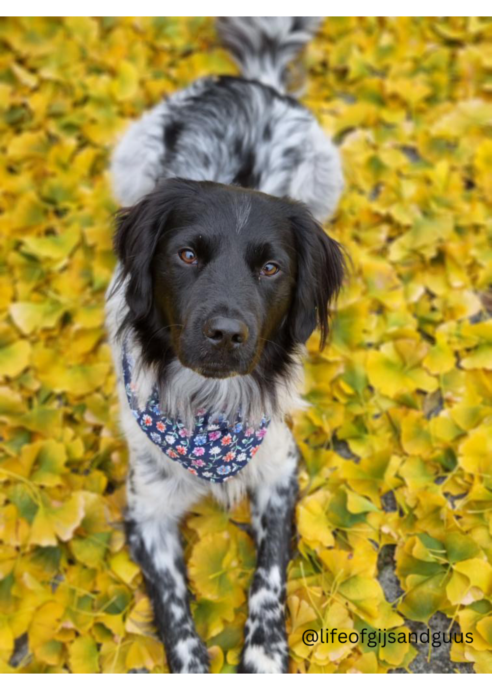 Bandana daisy