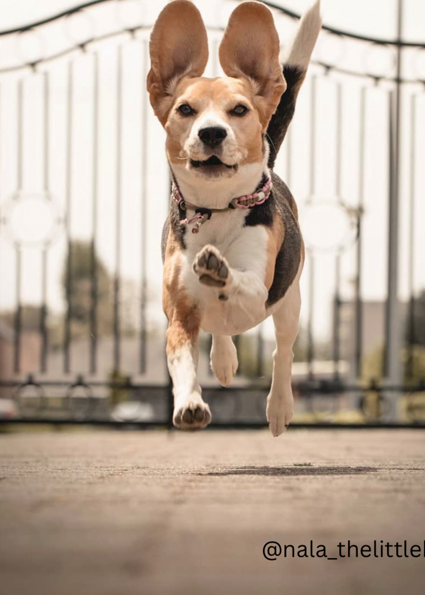 Spring flat dog anti tick collar