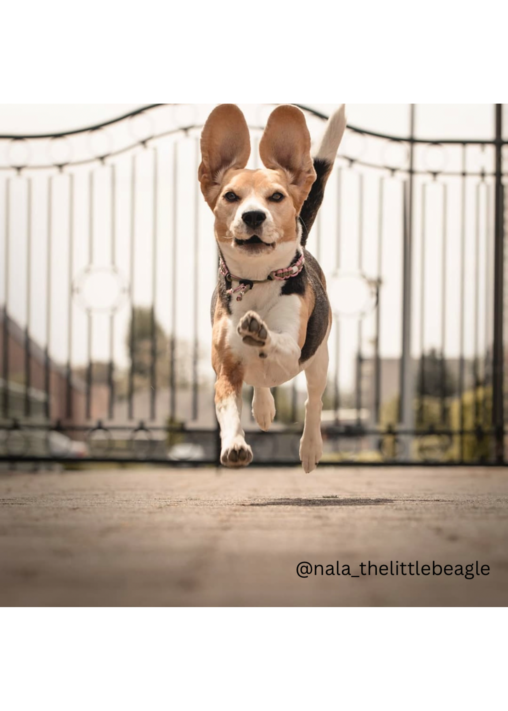 Spring platte honden tekenband