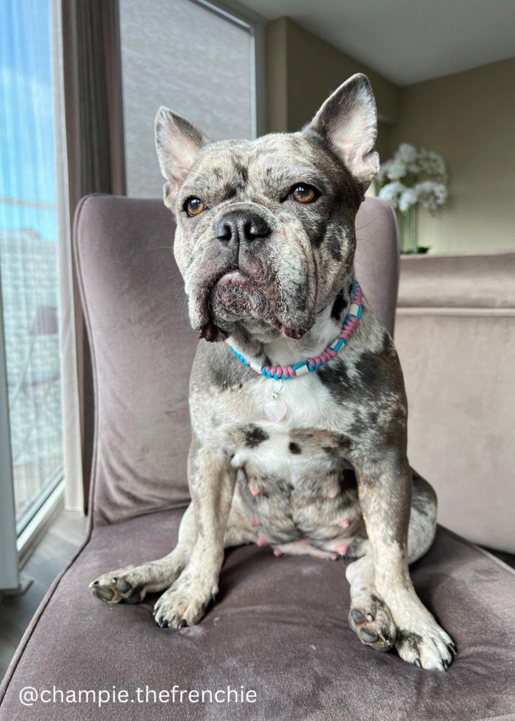 Candy round dog anti tick collar