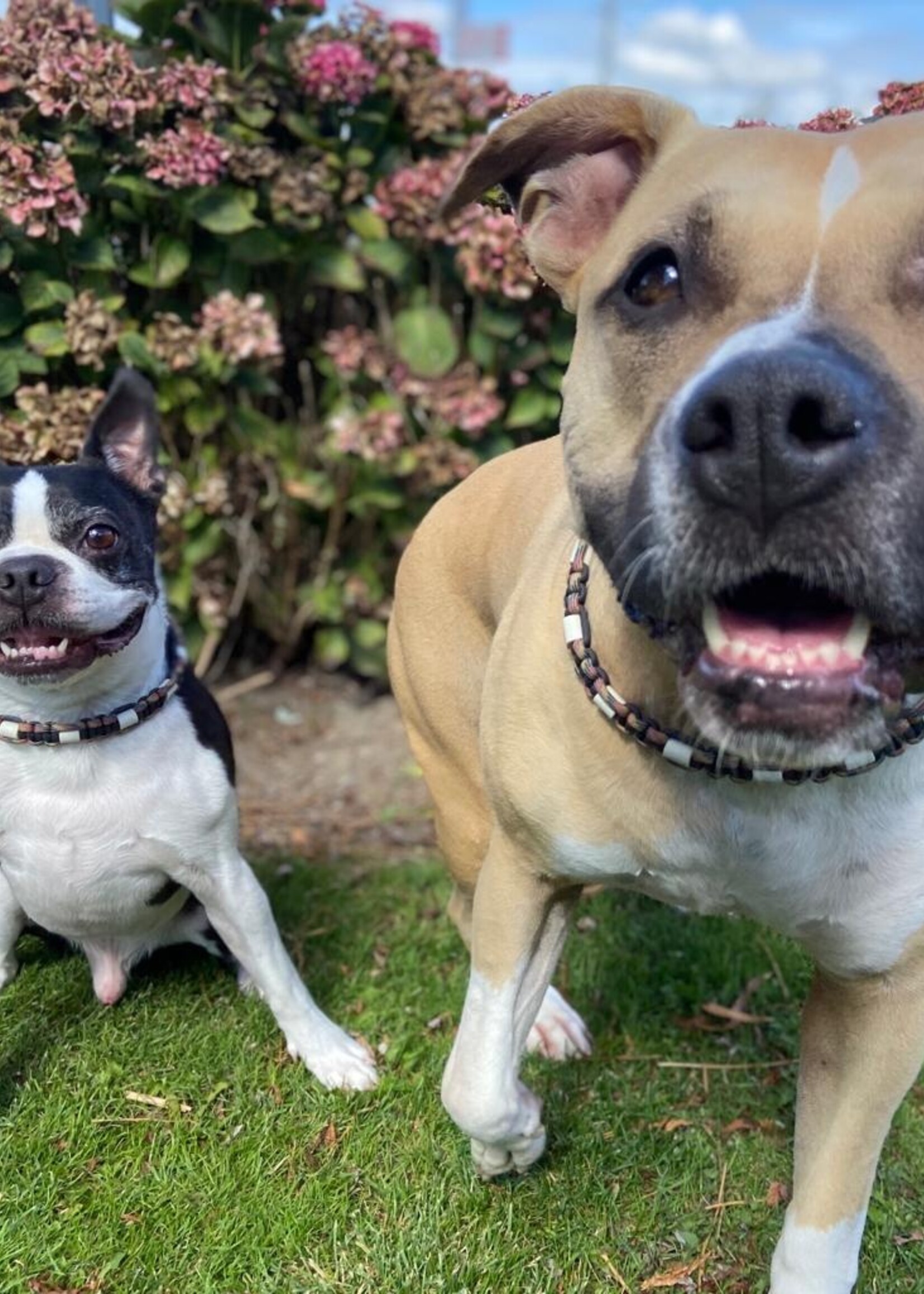 Tekenhalsband German