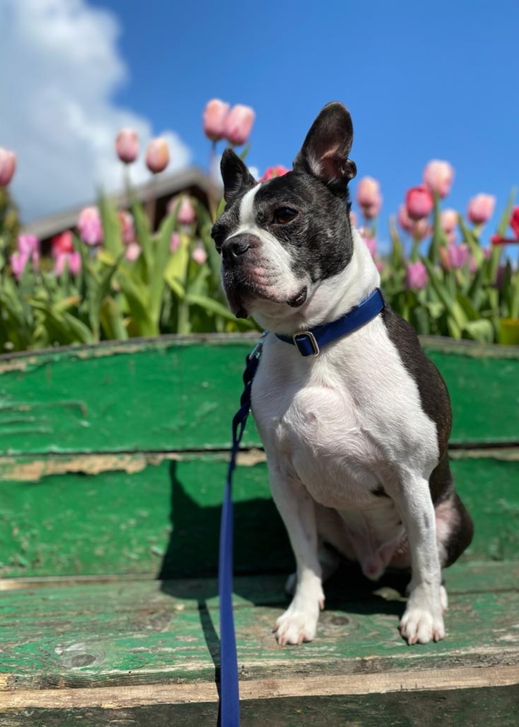 Verstelbare halsband dark blue breed