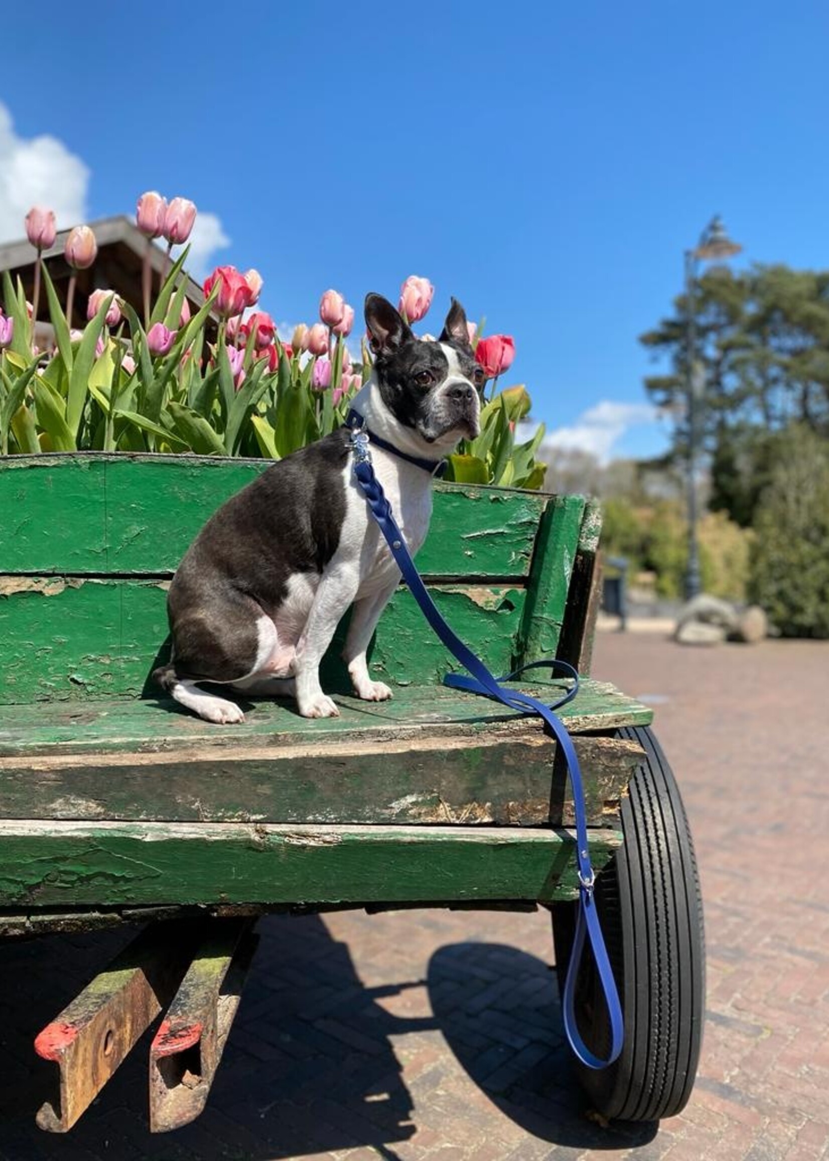 Leash dark blue wide 160cm