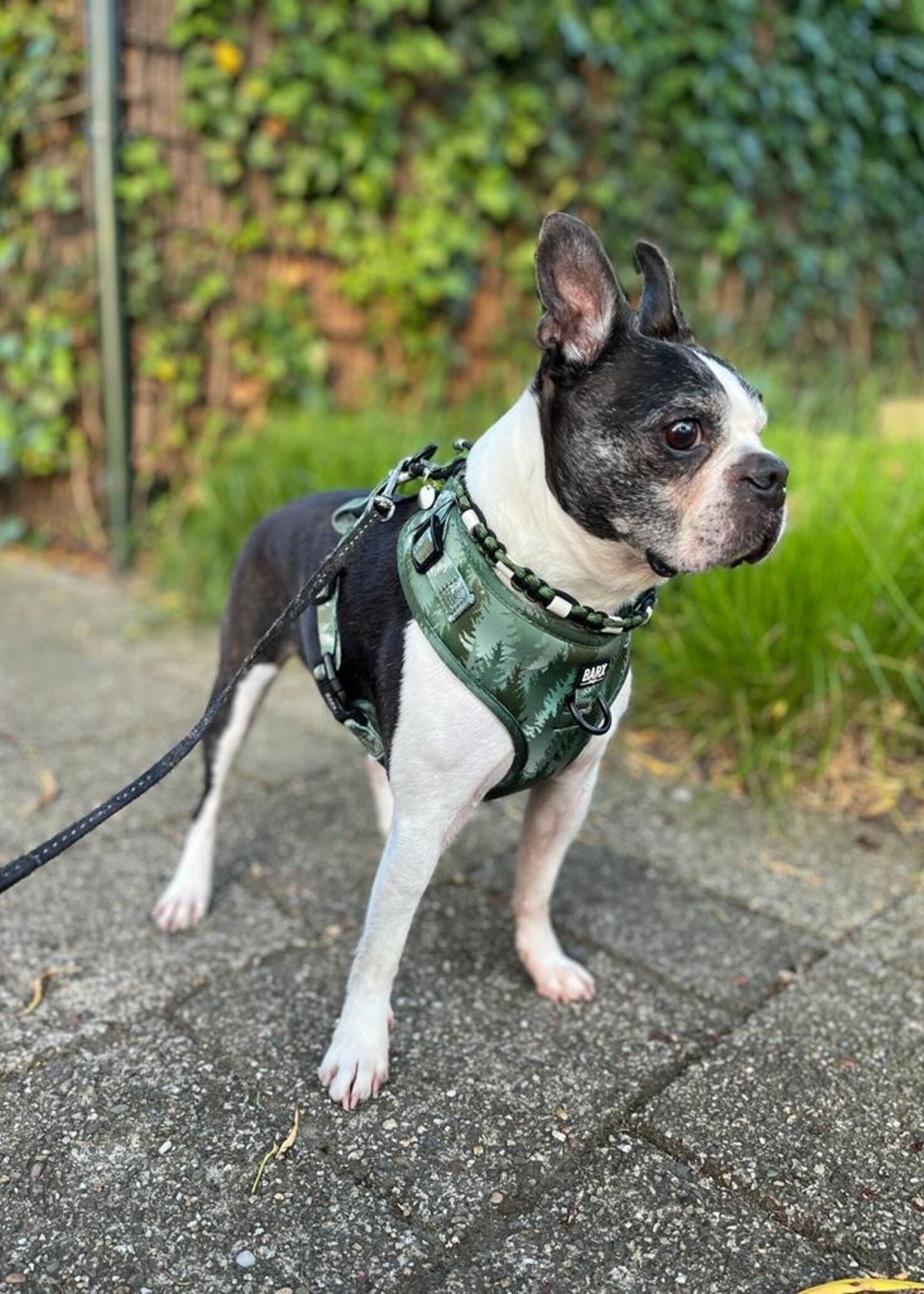 Anti tick collar army flat
