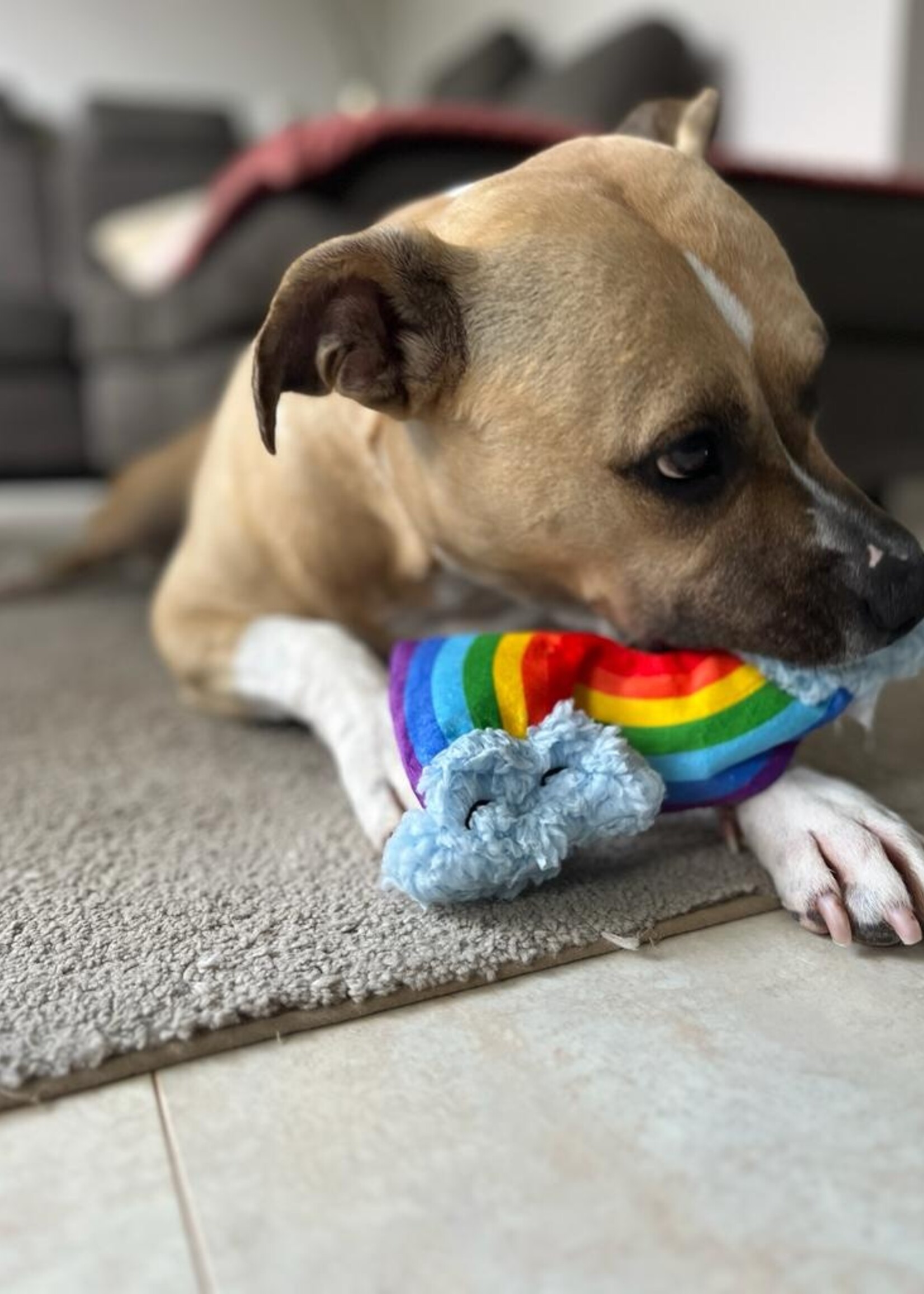 Pawstory - Rainbow ray