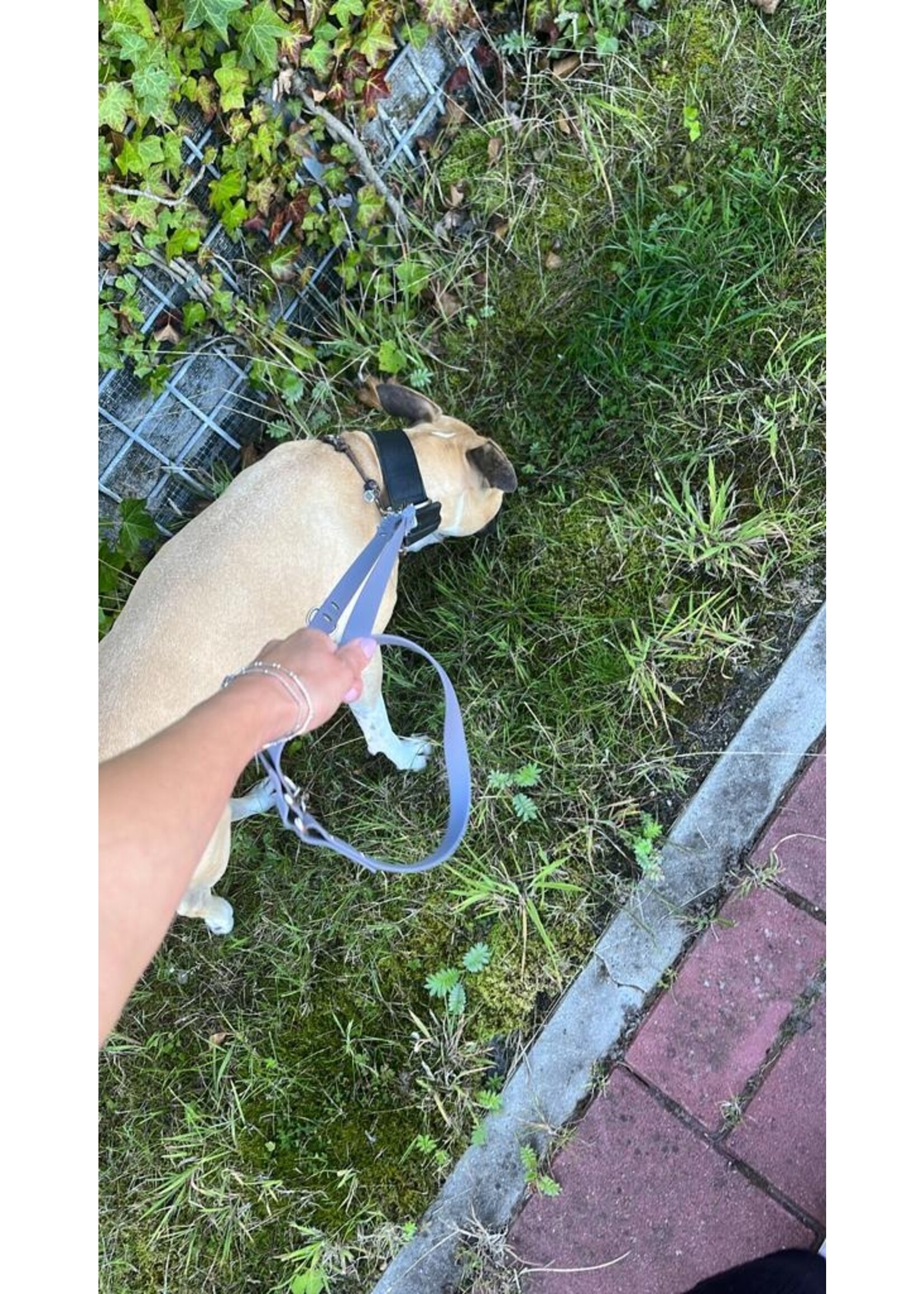 Leash grey adjustable 200cm