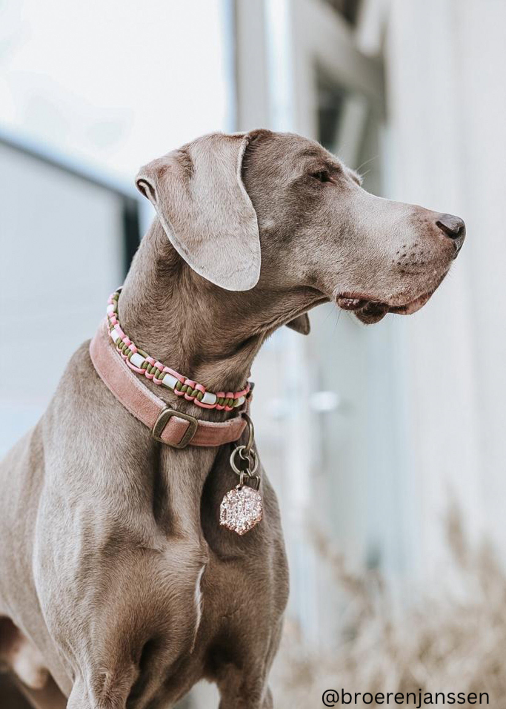 Spring flat dog anti tick collar