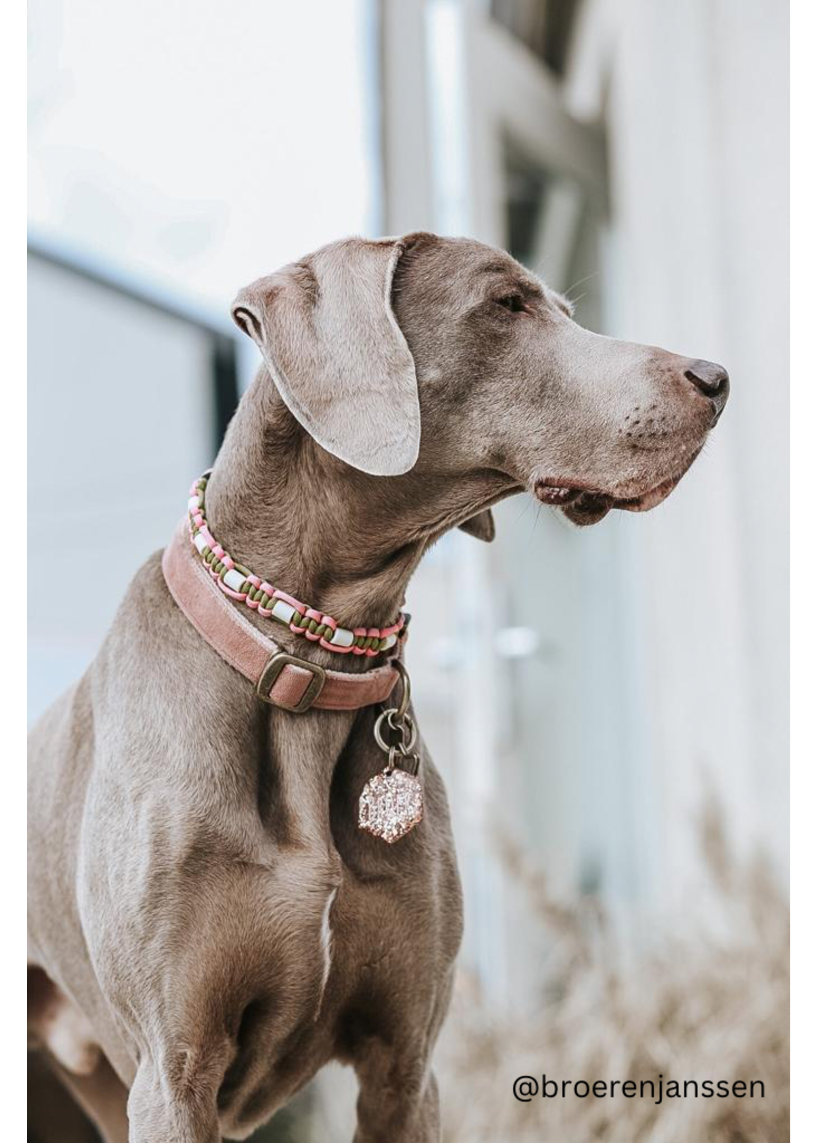 Spring platte honden tekenband