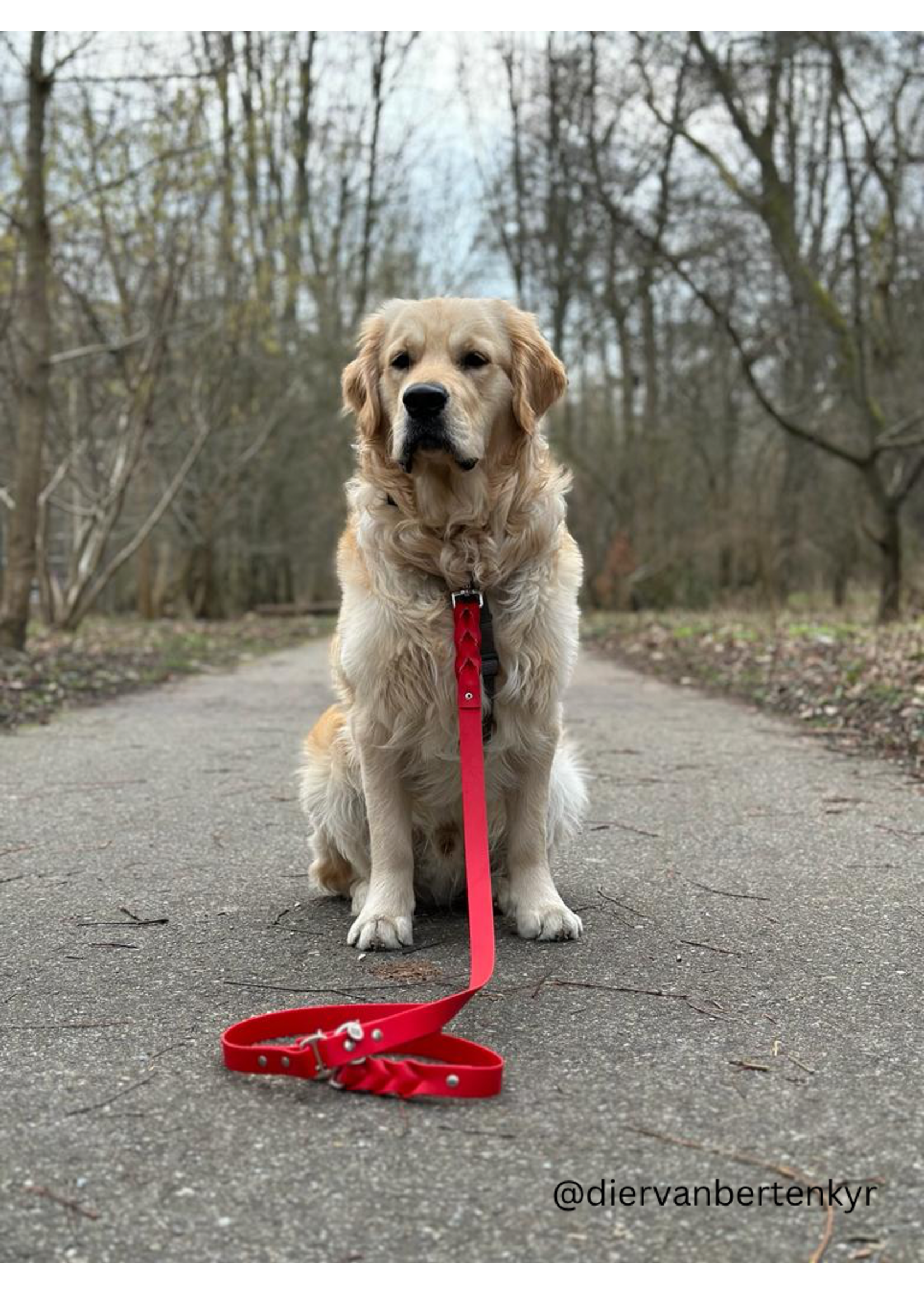 Leash red wide adjustable 200cm