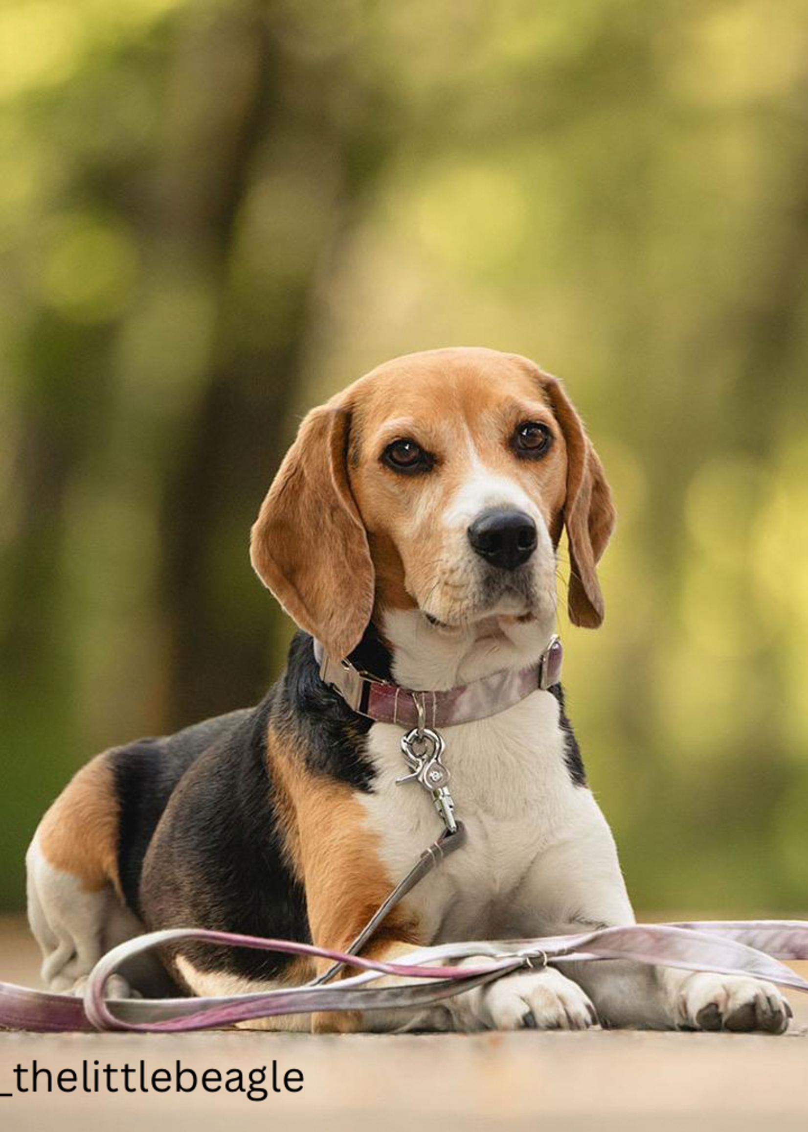 Rocky leash