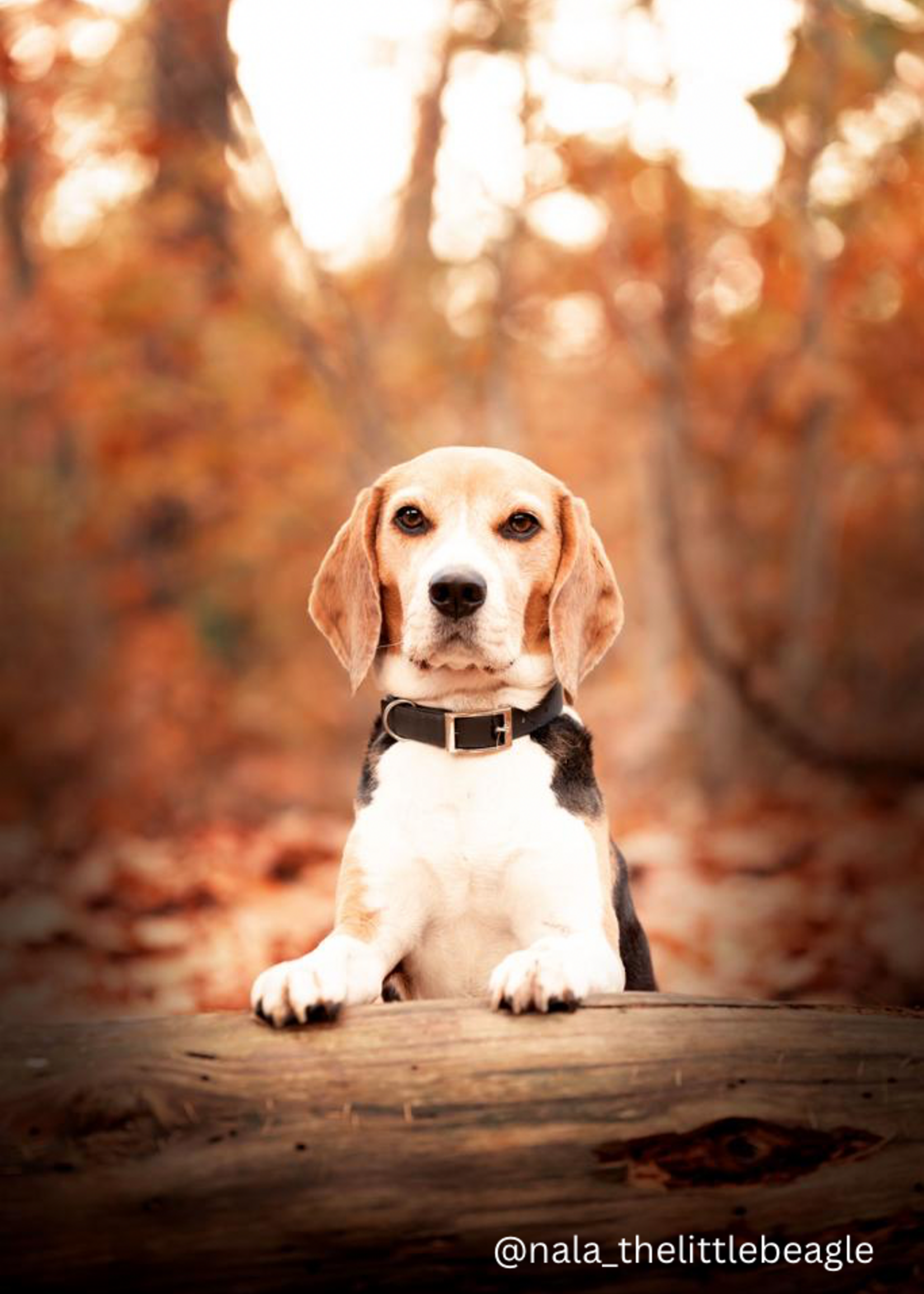 Black collar wide
