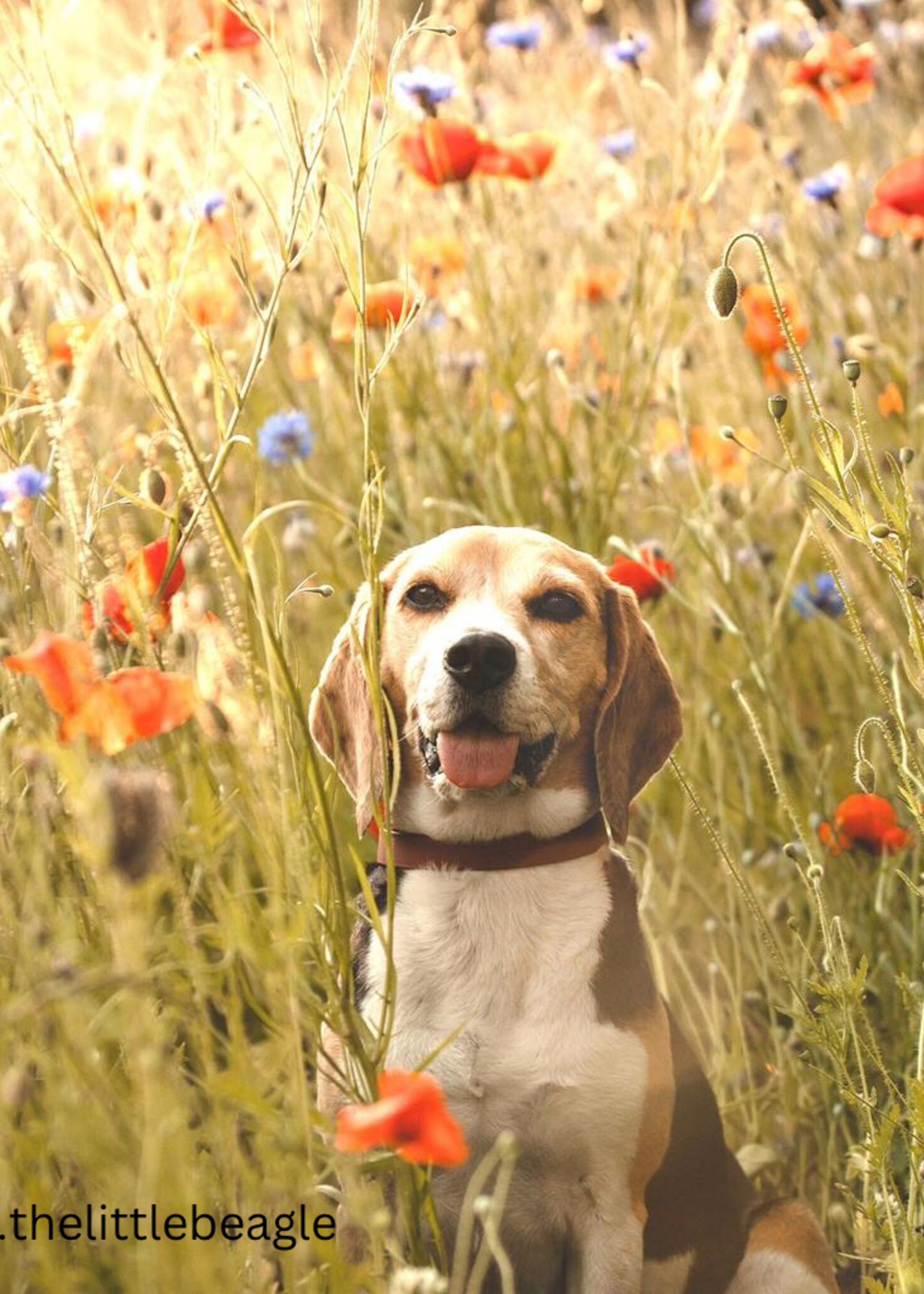 Biothane honden halsband Wine