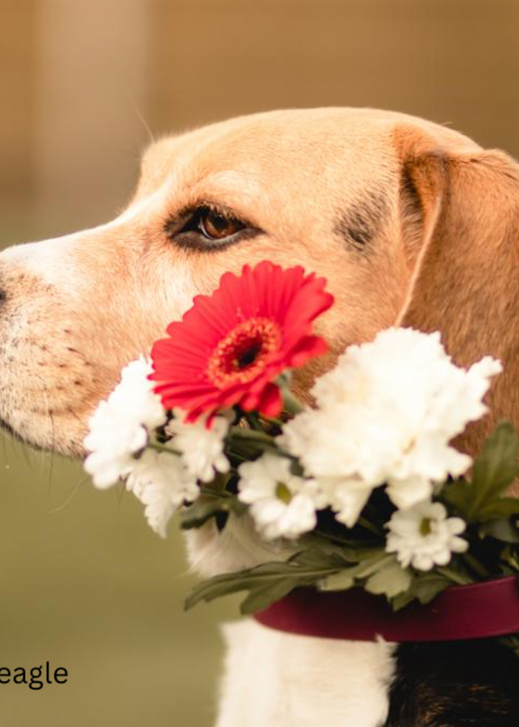 Biothane honden halsband Wine