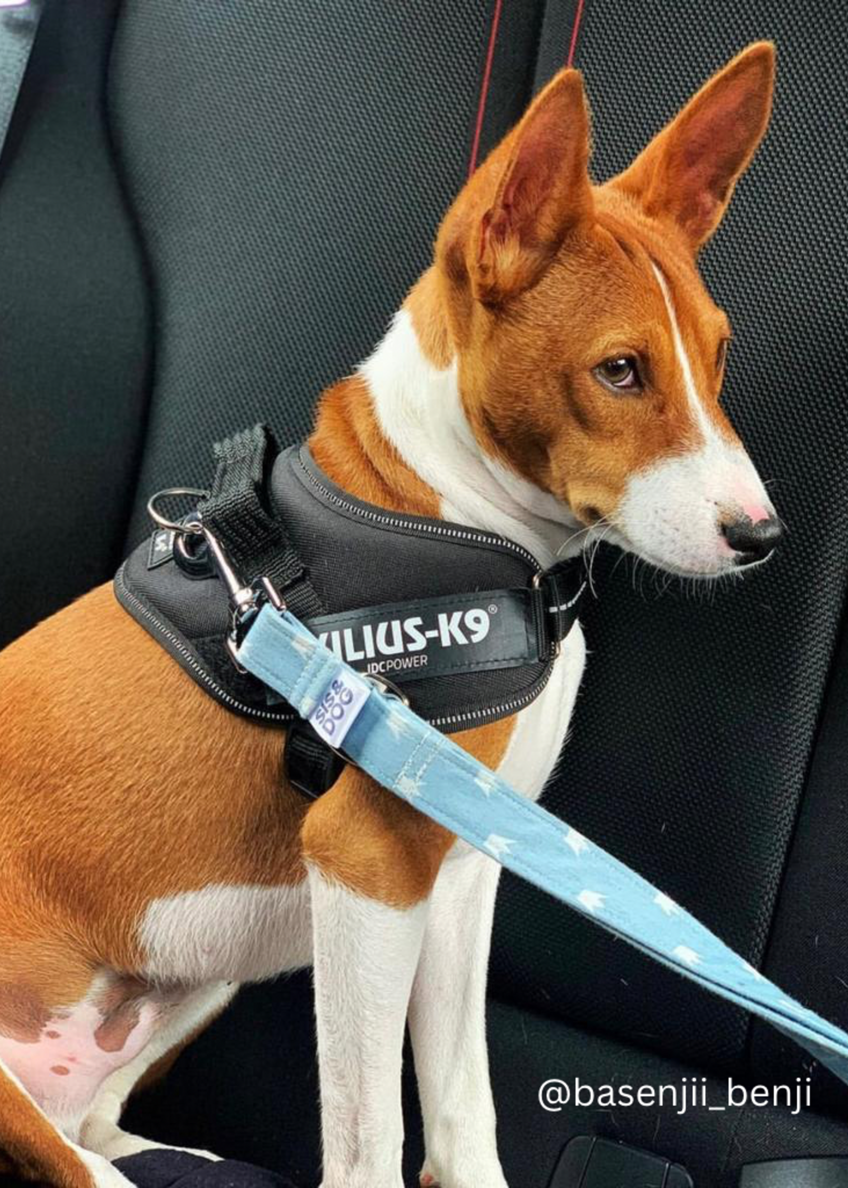 Royal paws car restraint