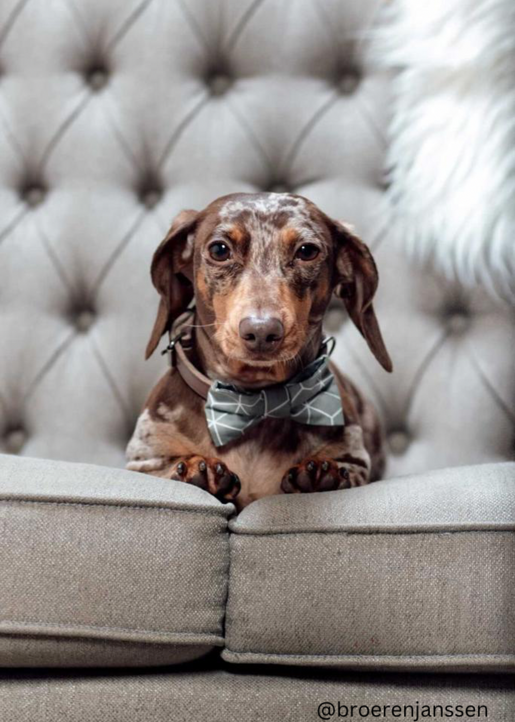 Charlie bowtie