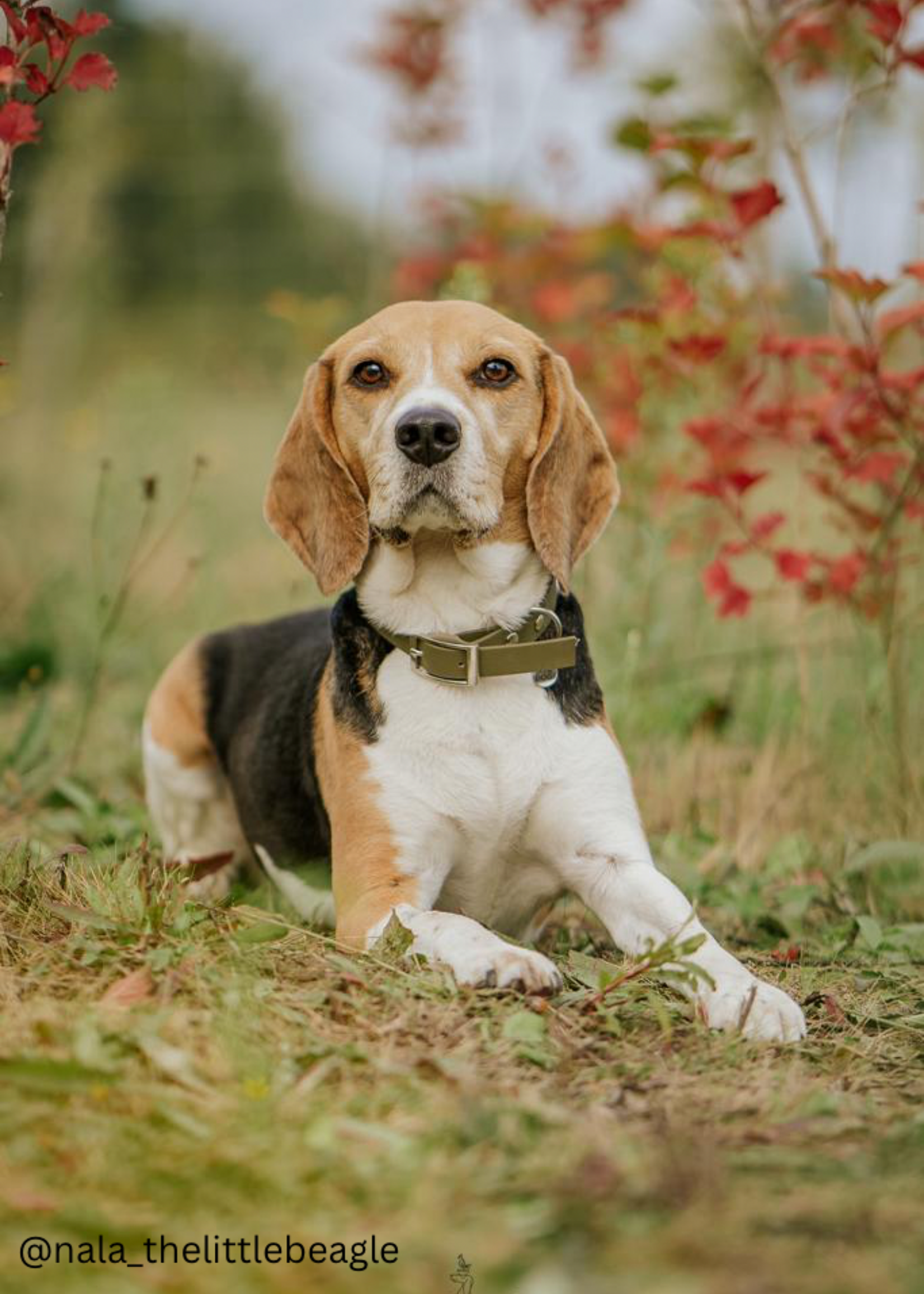 Biothane honden halsband Olive