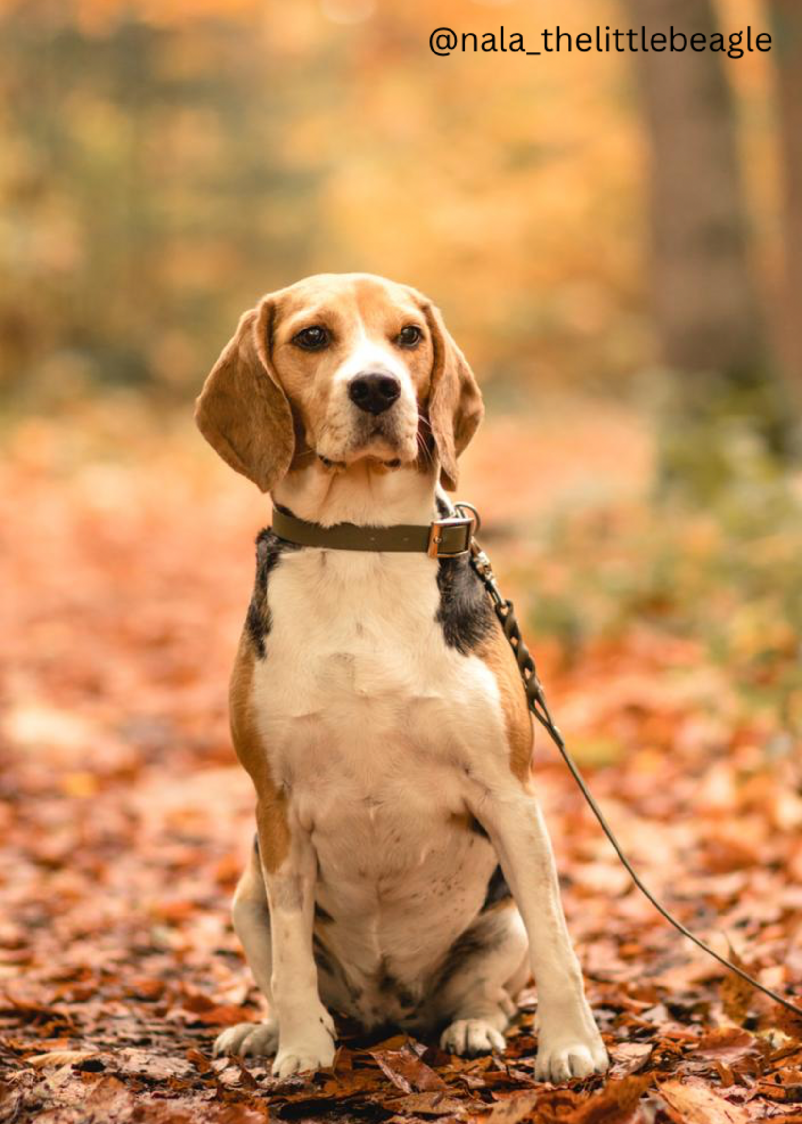 Biothane Dog Collar Olive