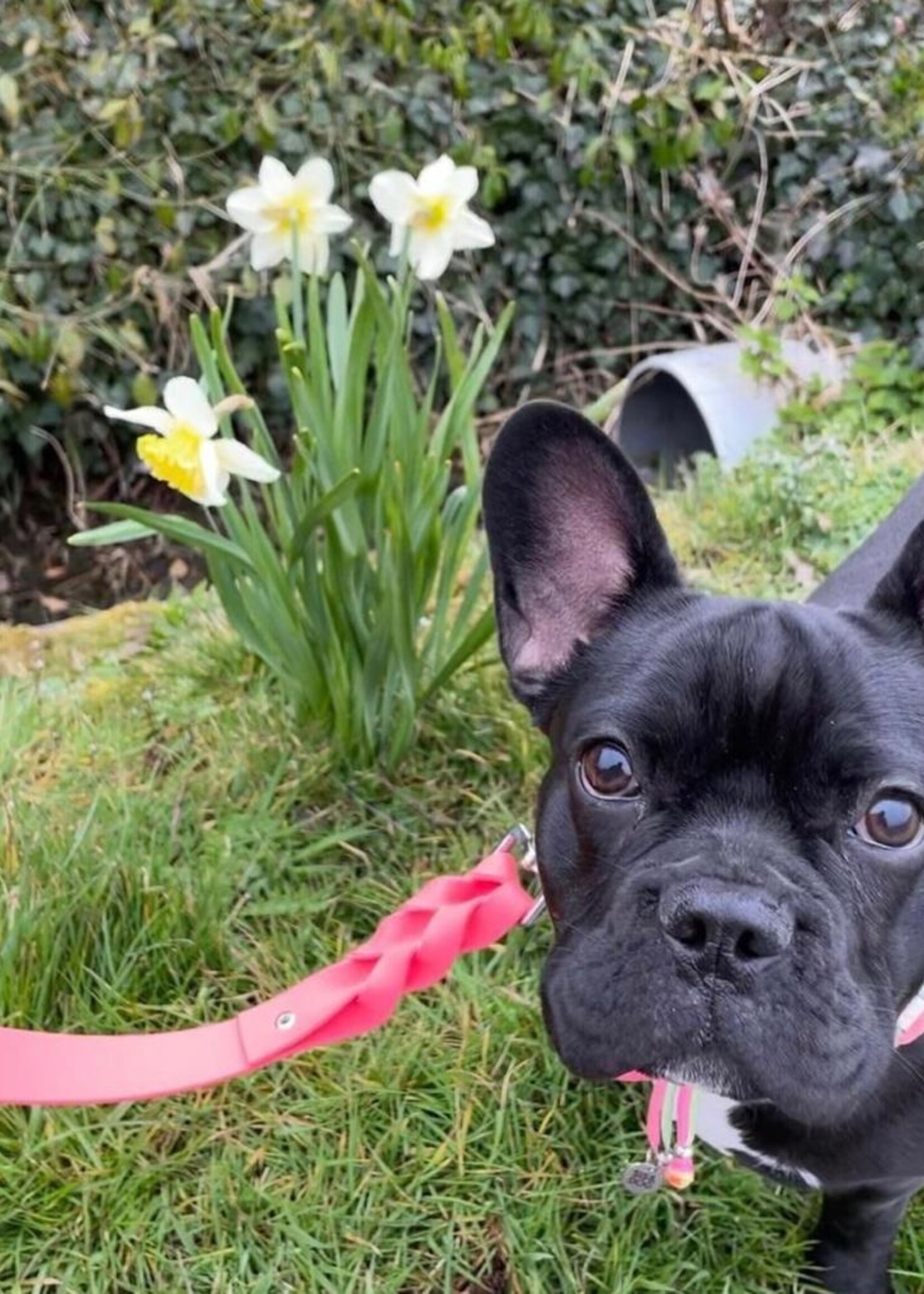 Leash coral wide 160cm