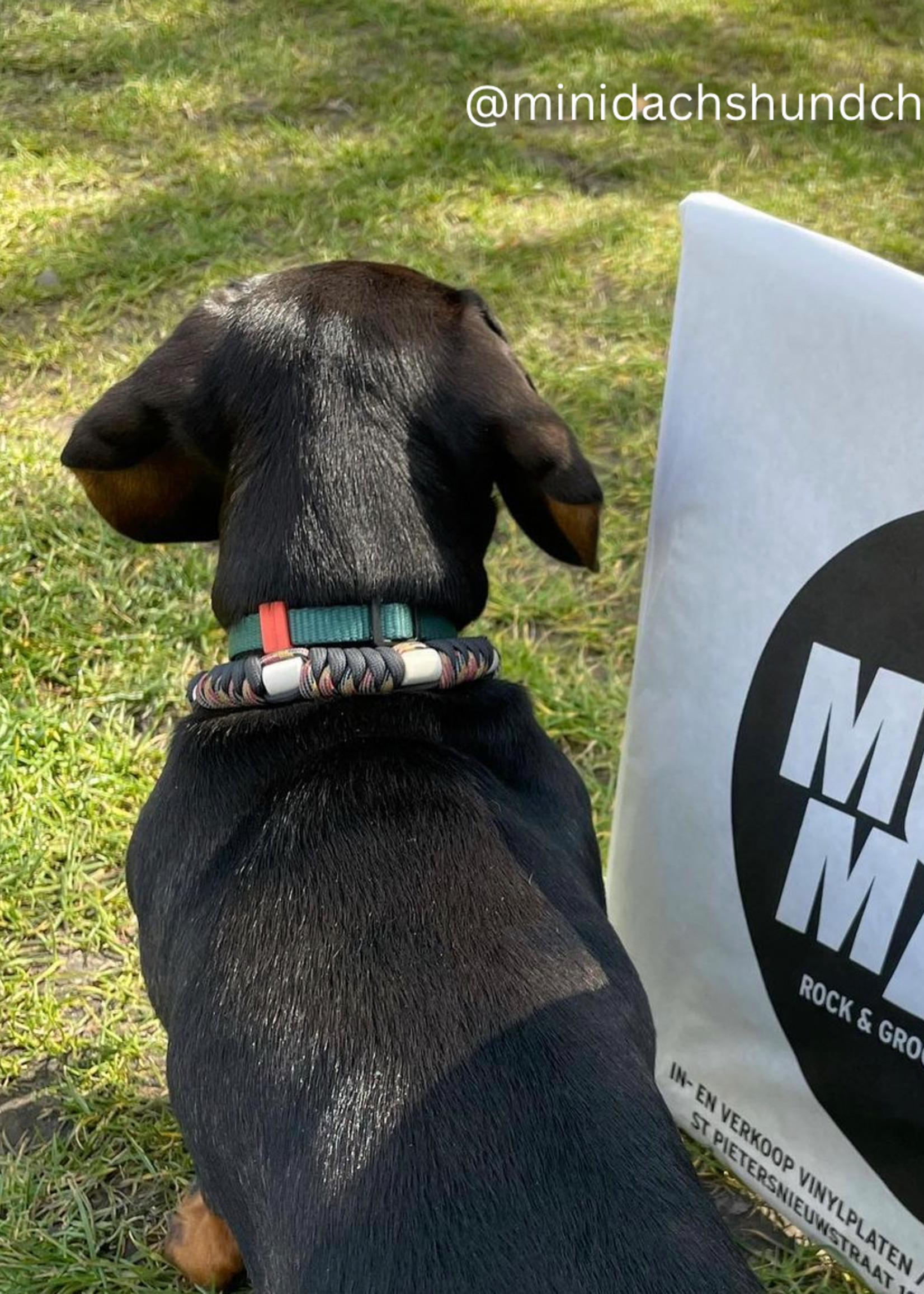 Anti tick collar German