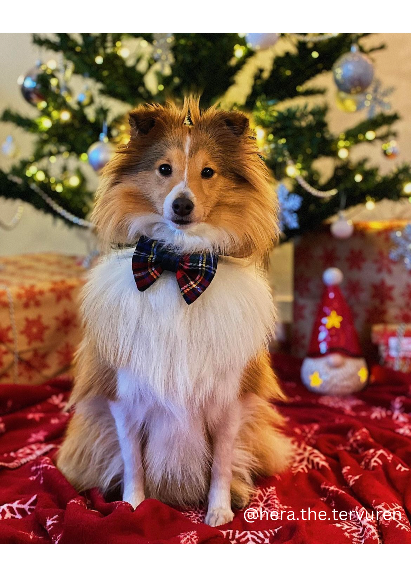 Dog Bowtie Classic Flannel