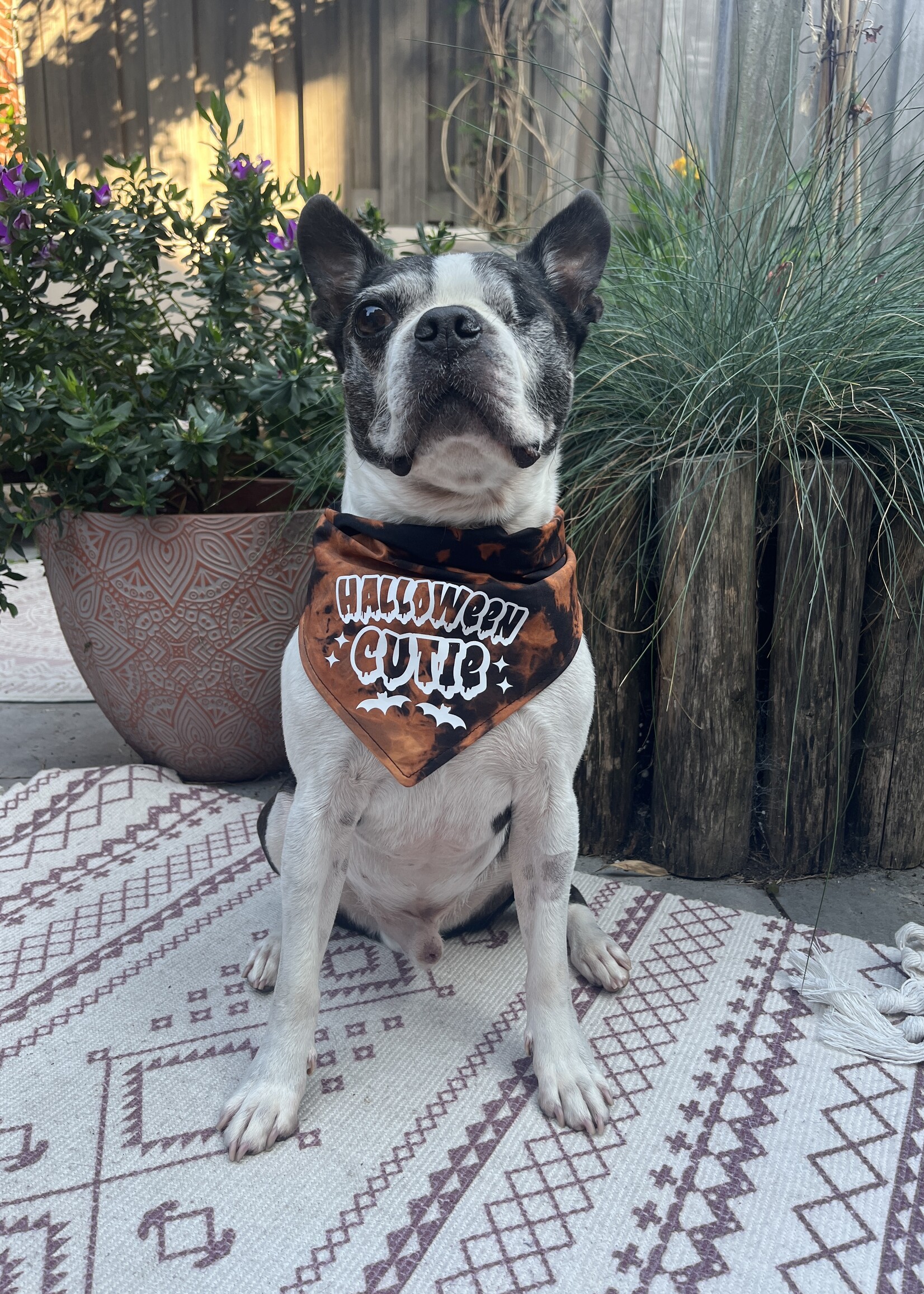 Halloween cutie bandana