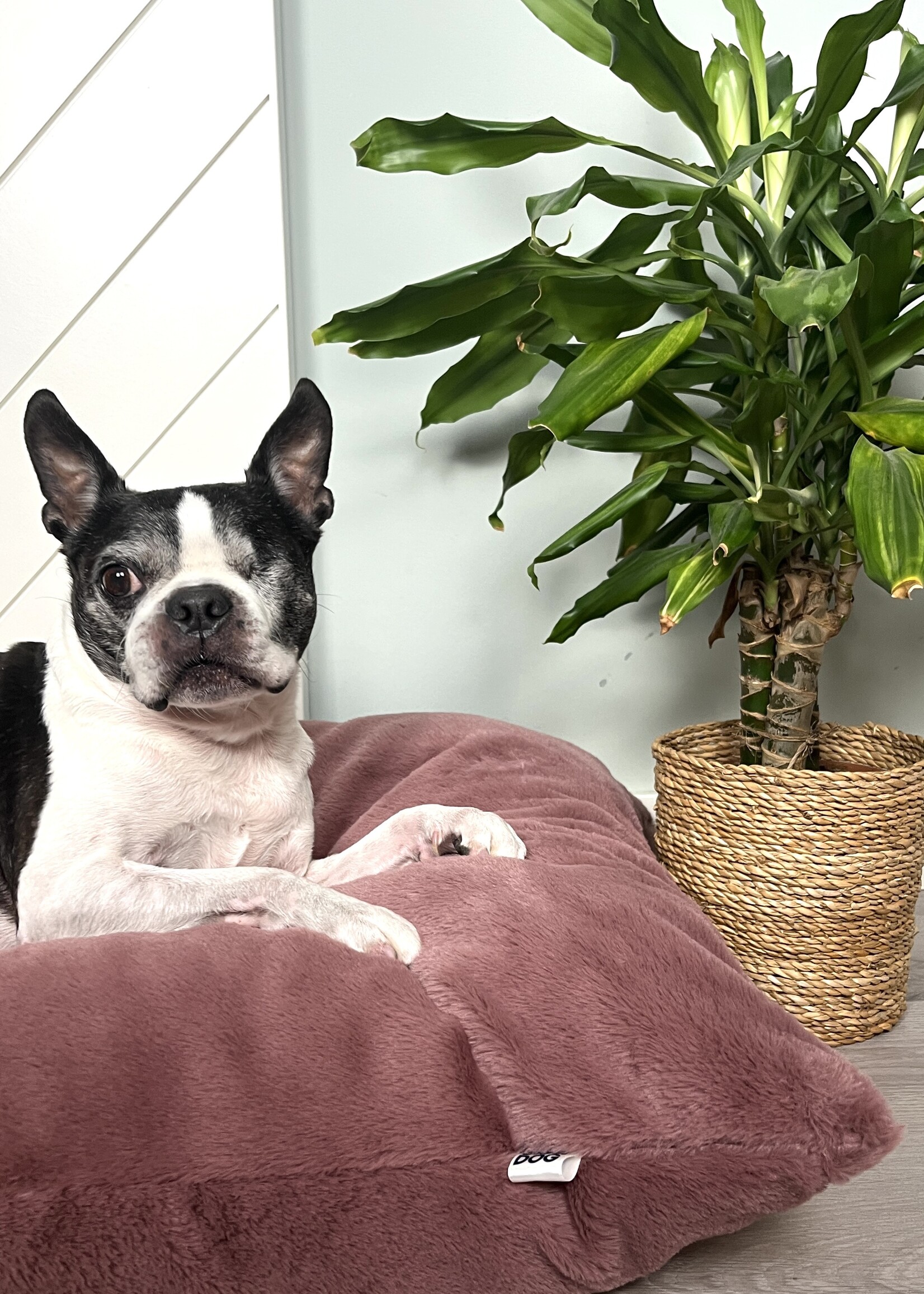 J'adore honden kussen