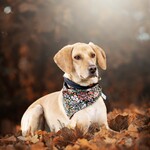 bandana's