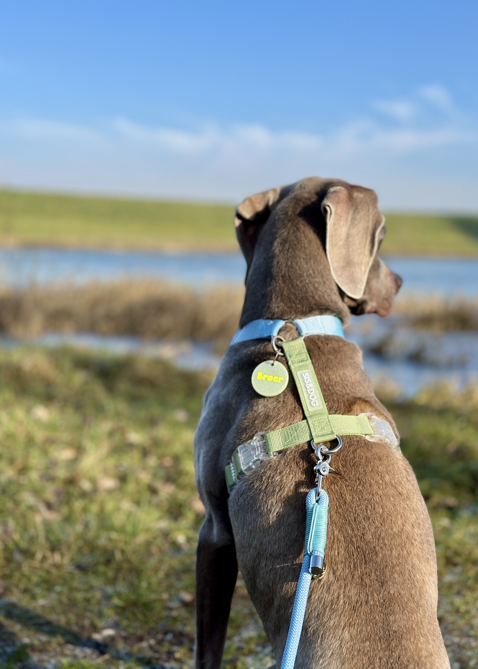 Blue/Green dog harness
