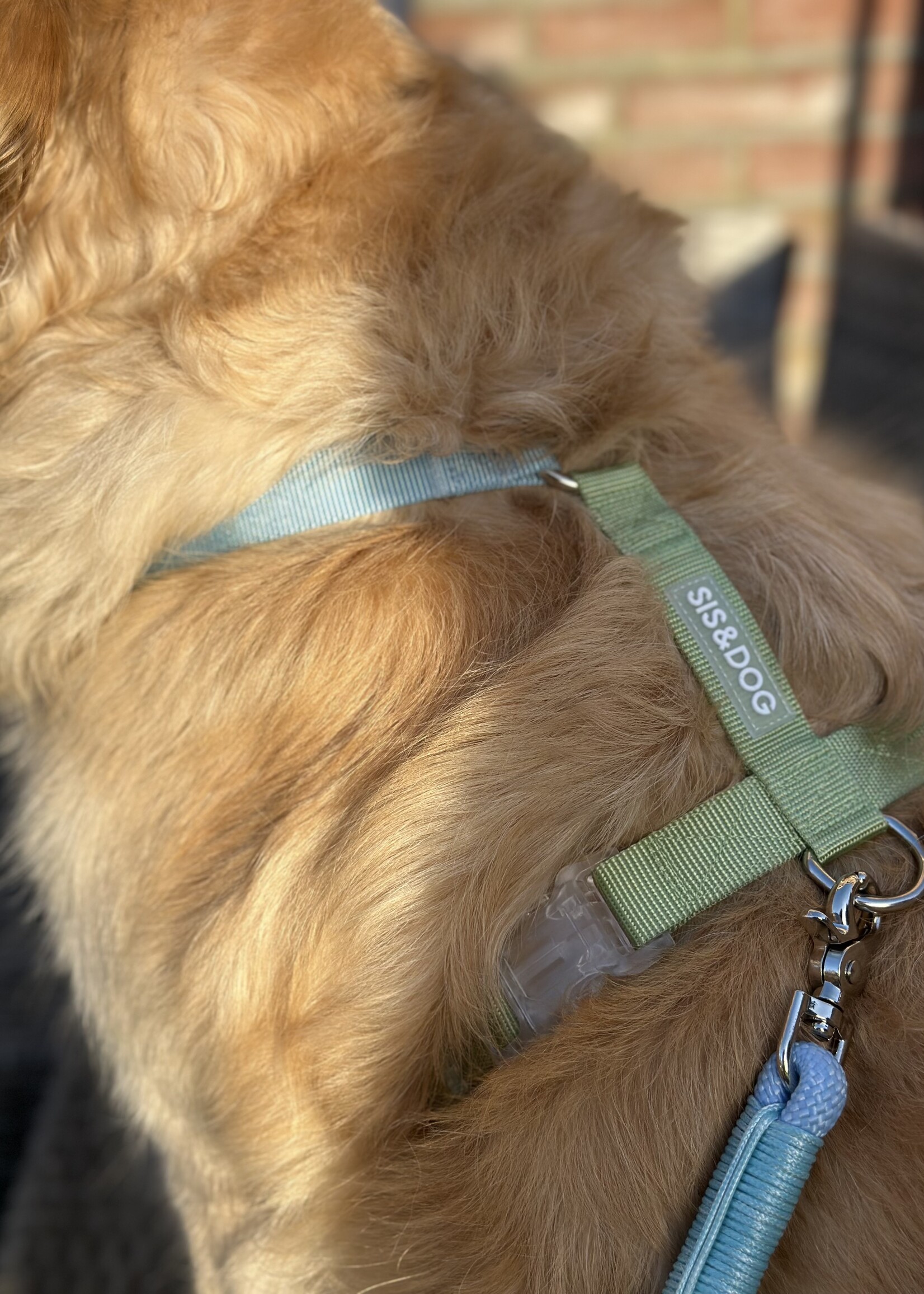 Blue/Green dog harness