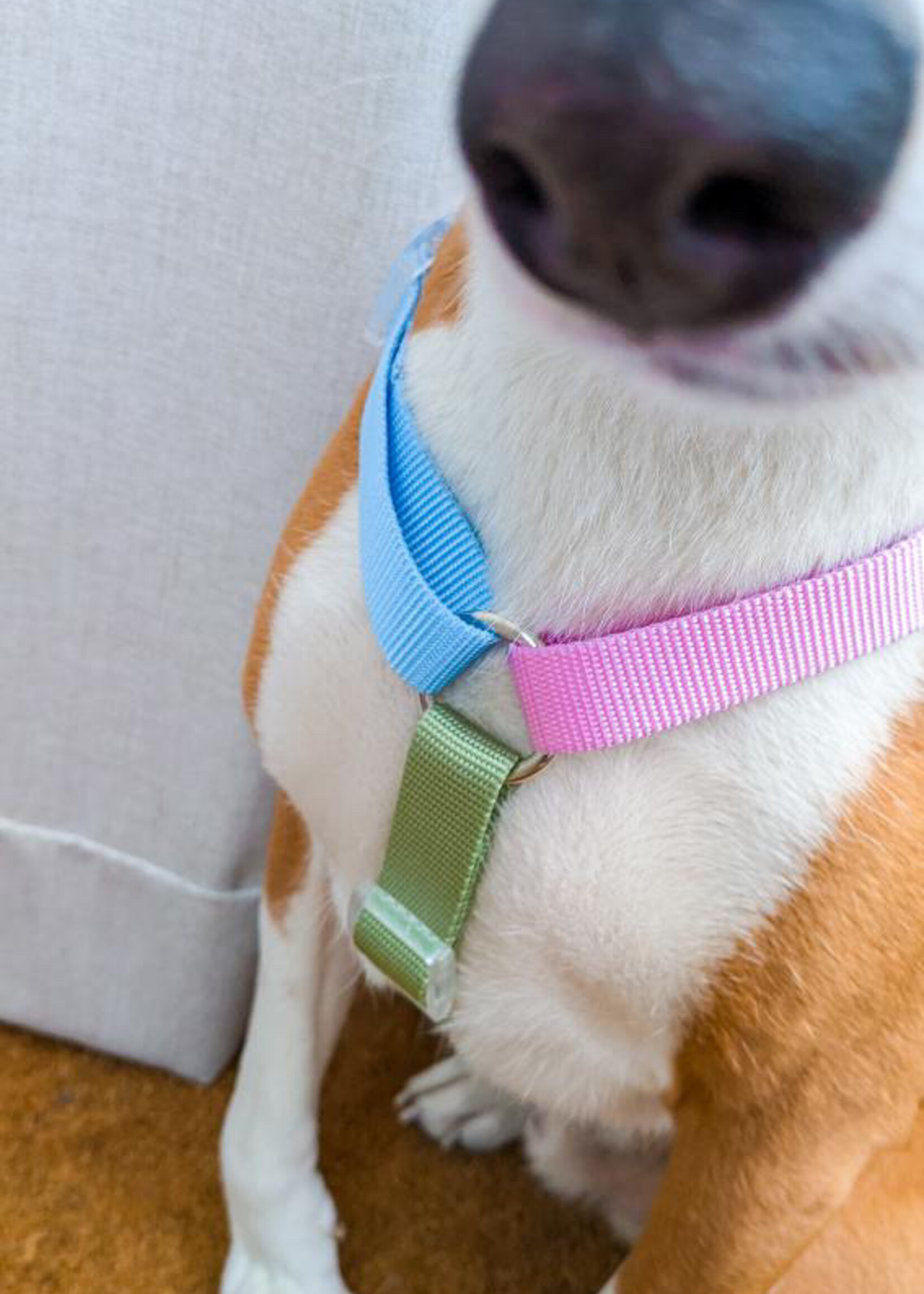 Rainbow honden harnas