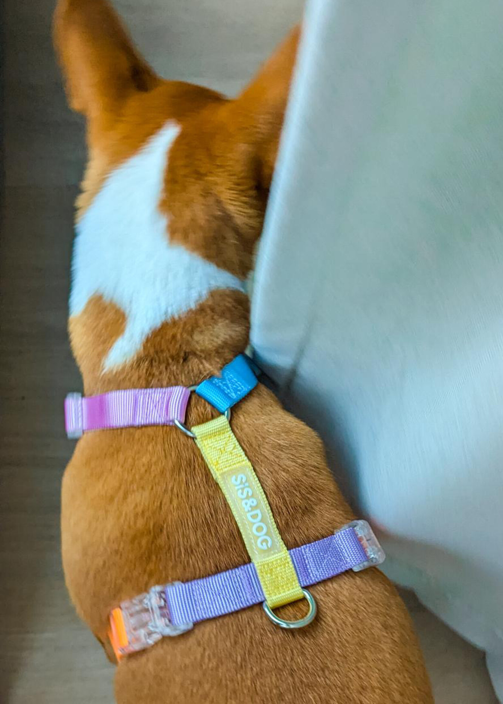 Rainbow dog harness