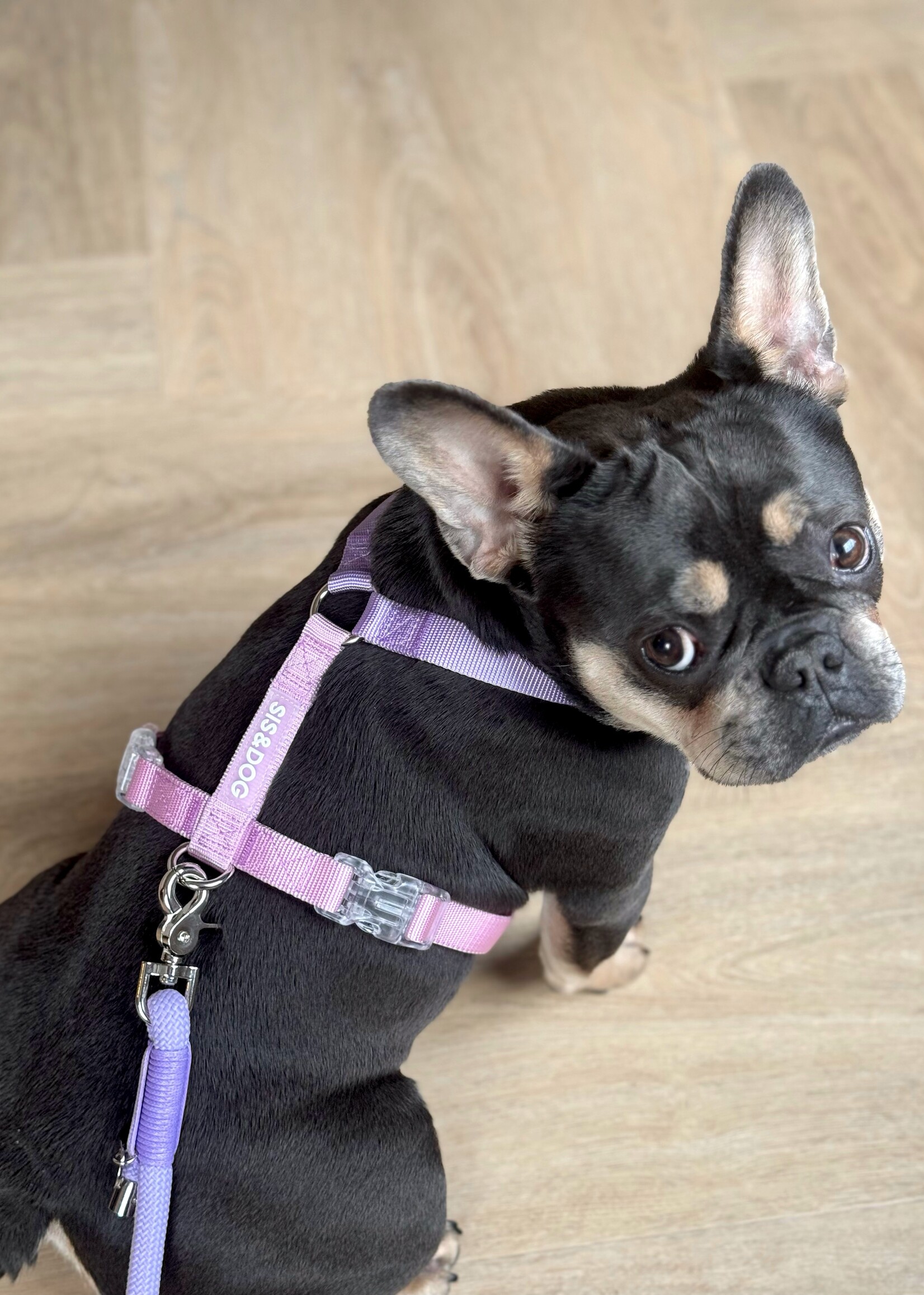 Roze/Lila honden harnas